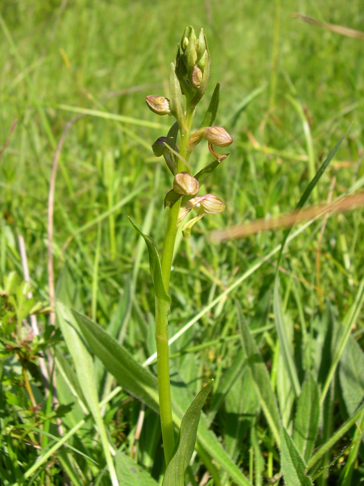 coeloglossum_viride1md