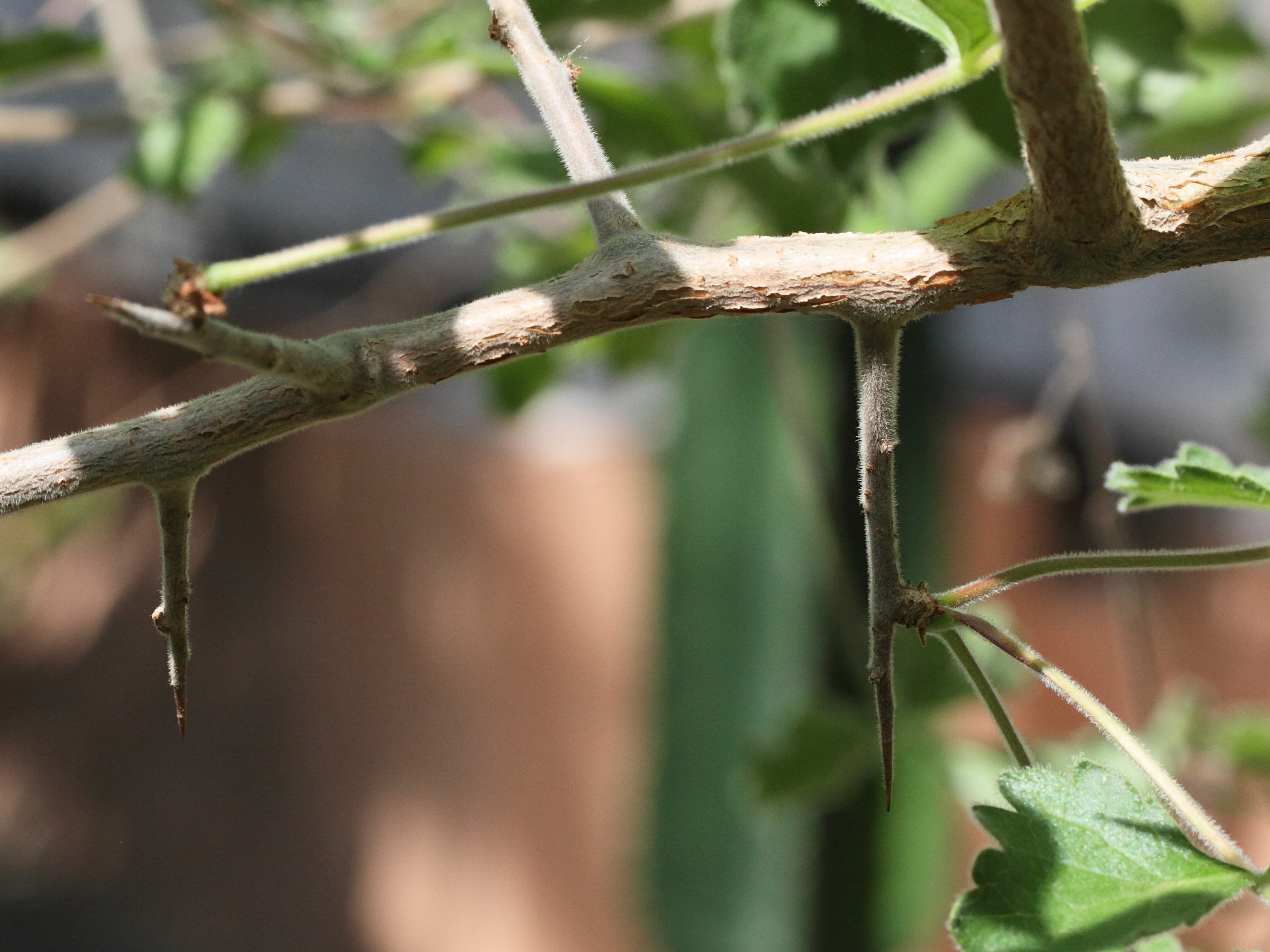 commiphora_africana2md