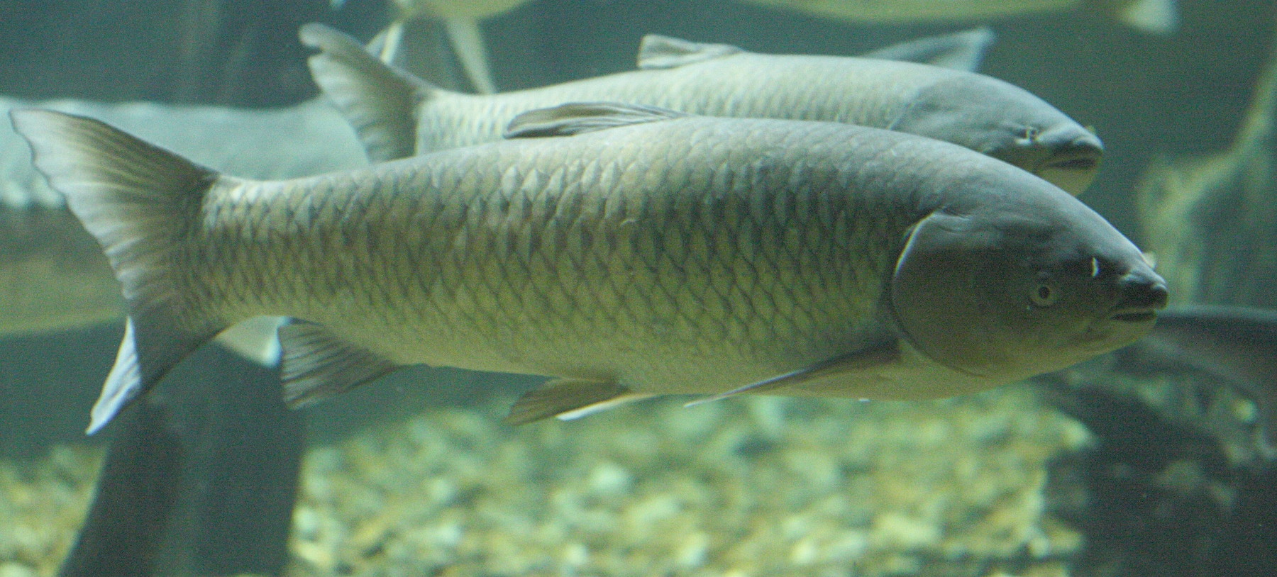 ctenopharyngodon_idella4bd