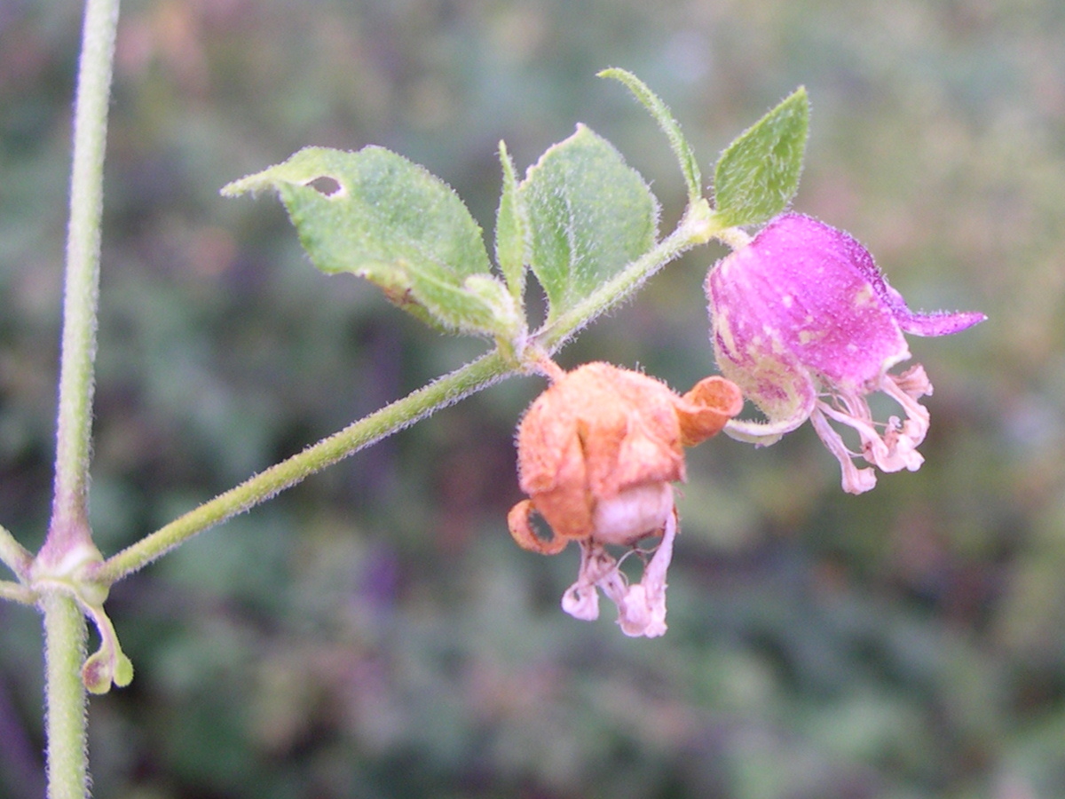 cucubalus_baccifer5md