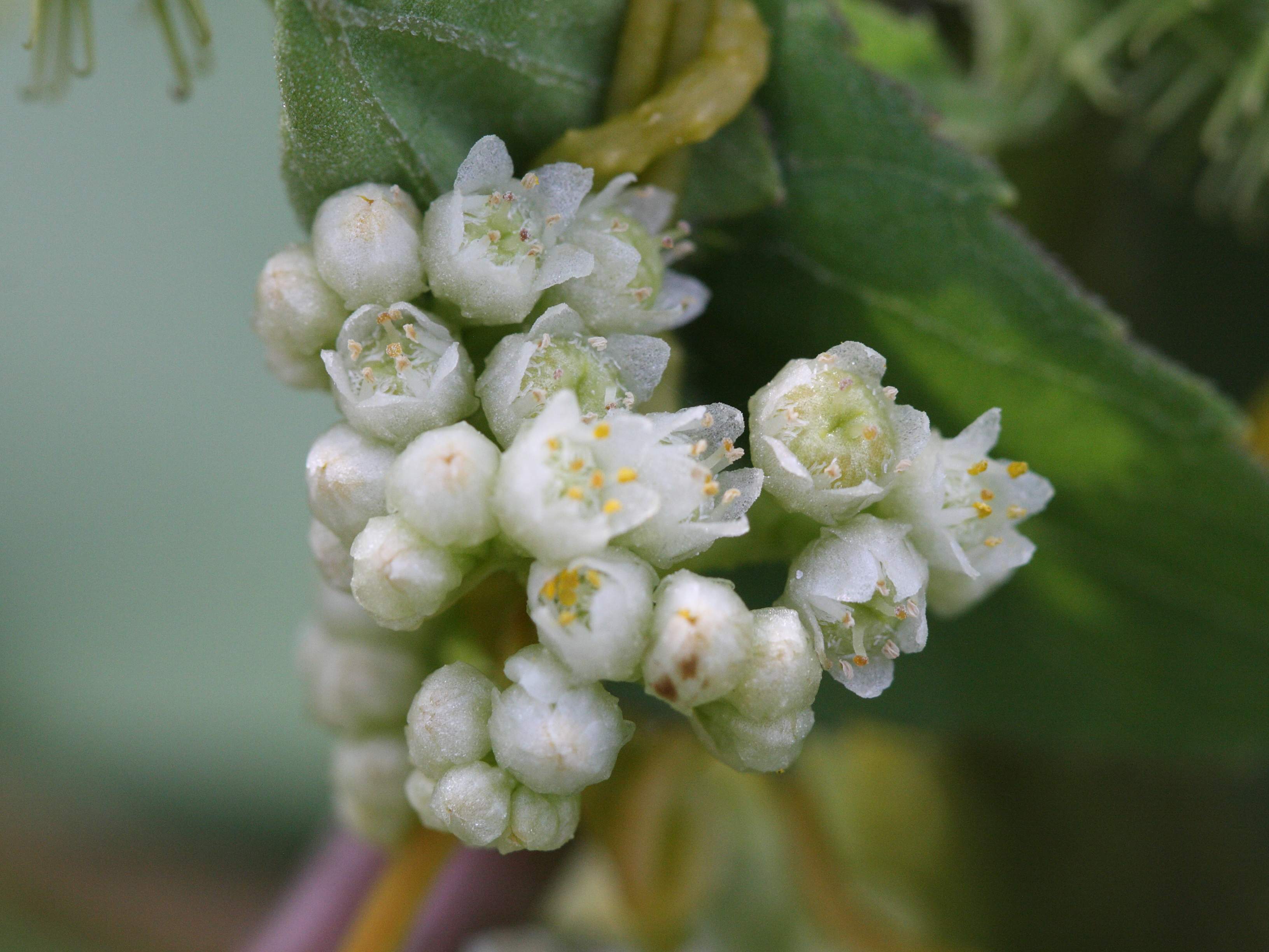 Afficher le média cuscuta_campestris1md cuscuta_campestris1md