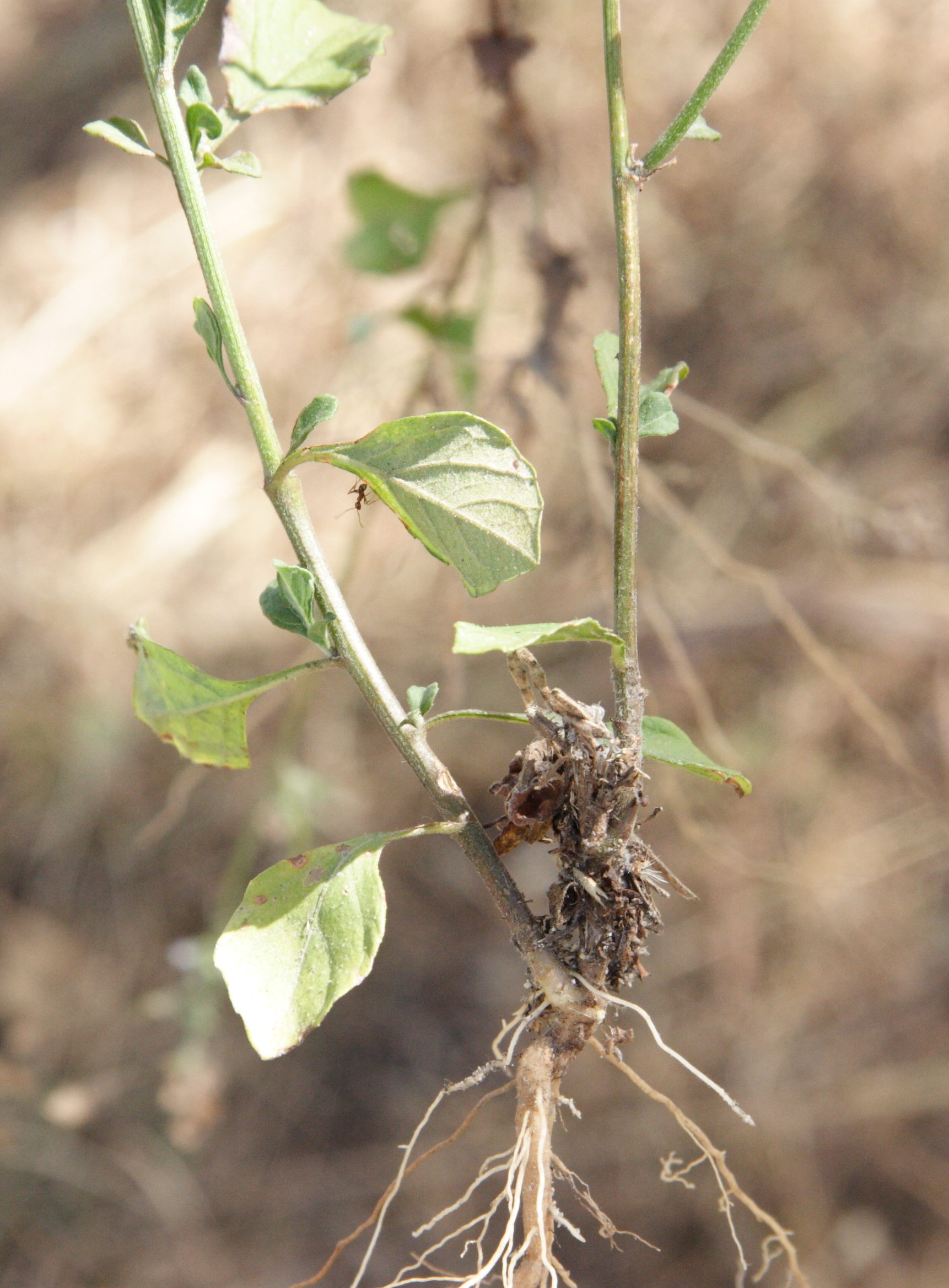 Afficher le média cyanthillium_cinereum1md cyanthillium_cinereum1md