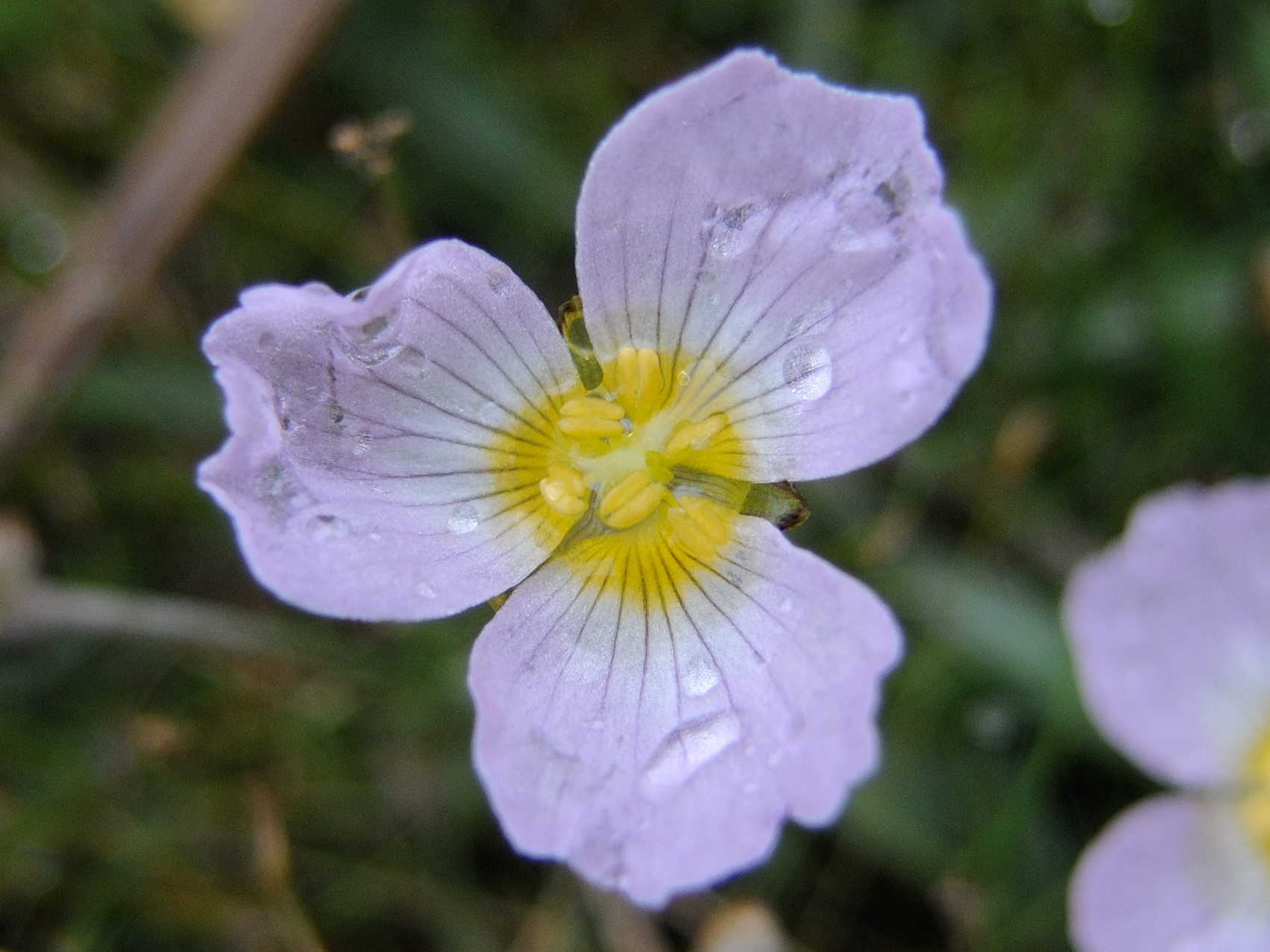 damasonium_alisma2md