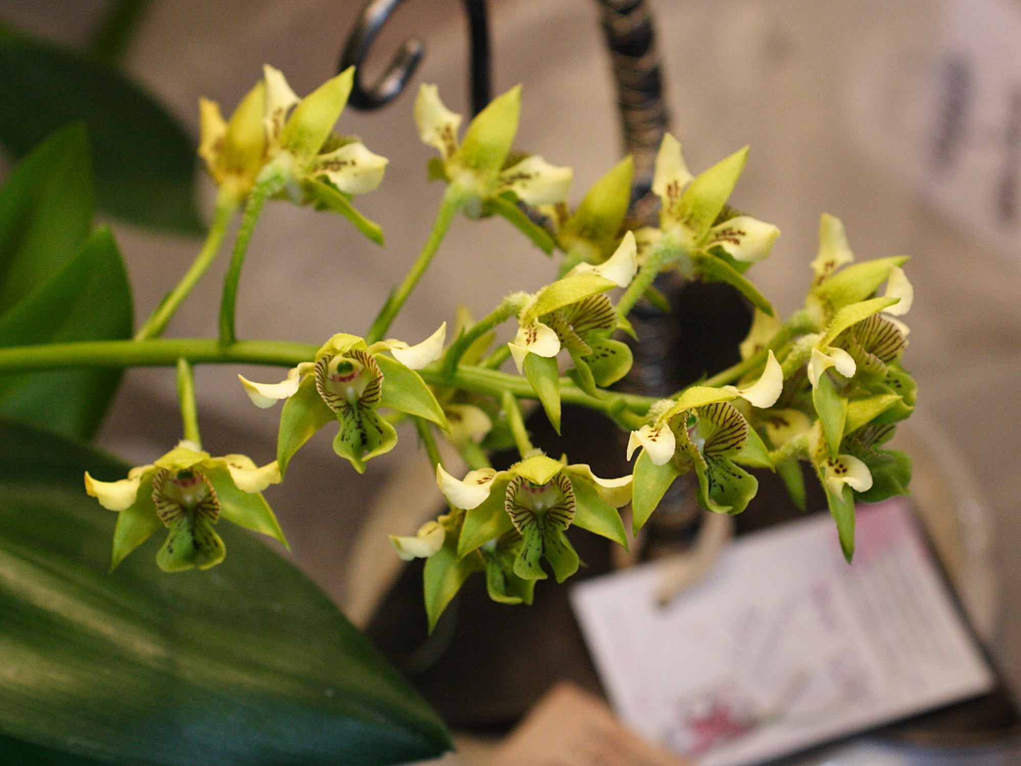 dendrobium_macrophyllum2md
