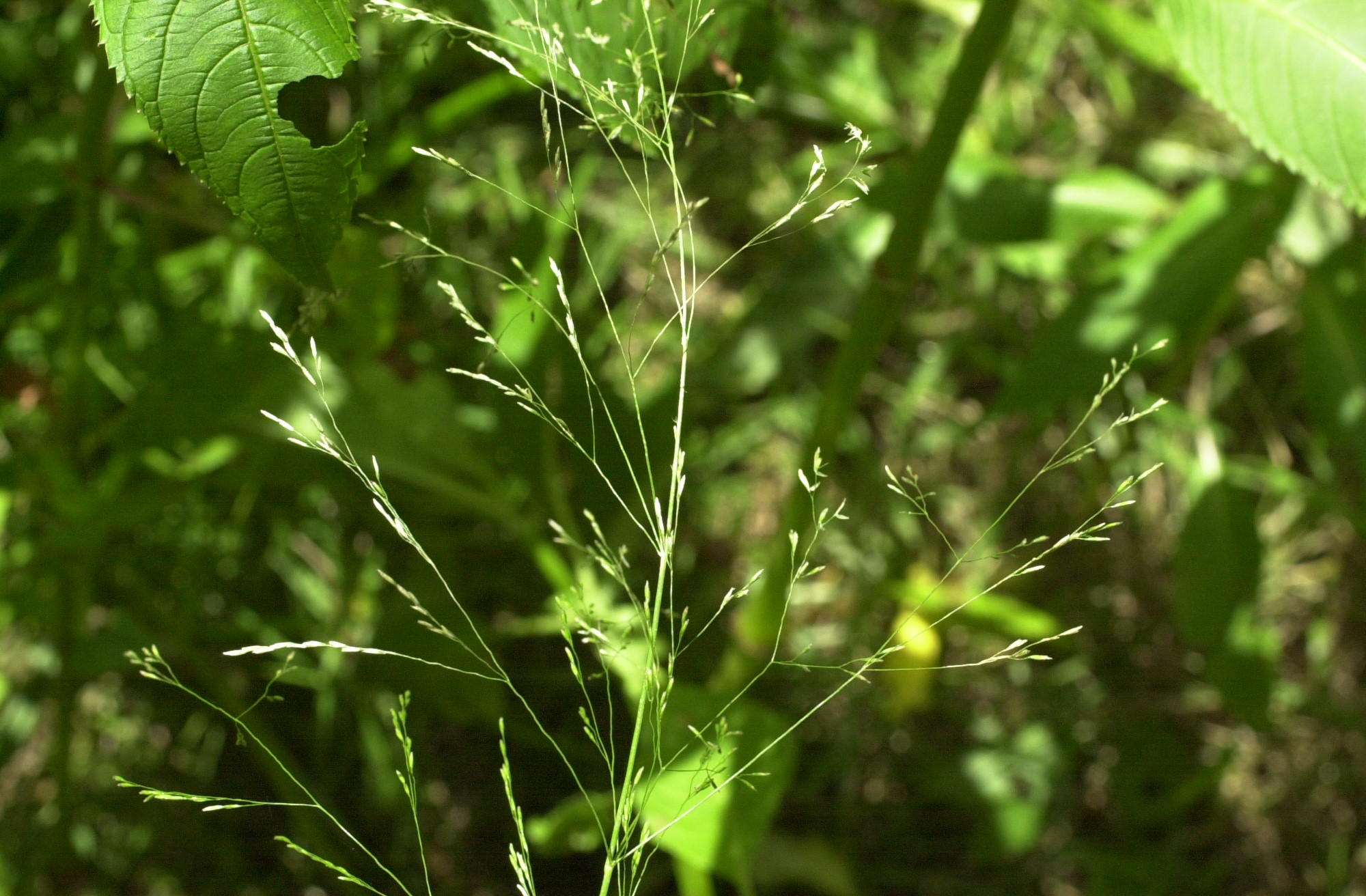 deschampsia_caespitosa3md