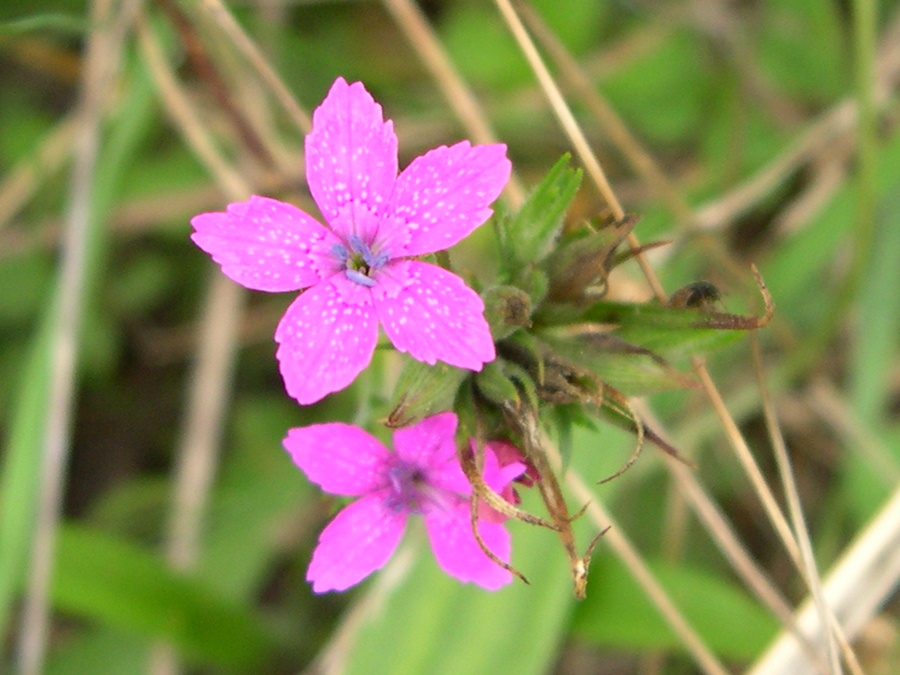 dianthus_armeria2md