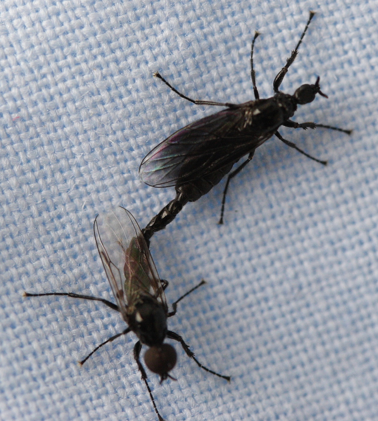 dilophus_febrilis1md