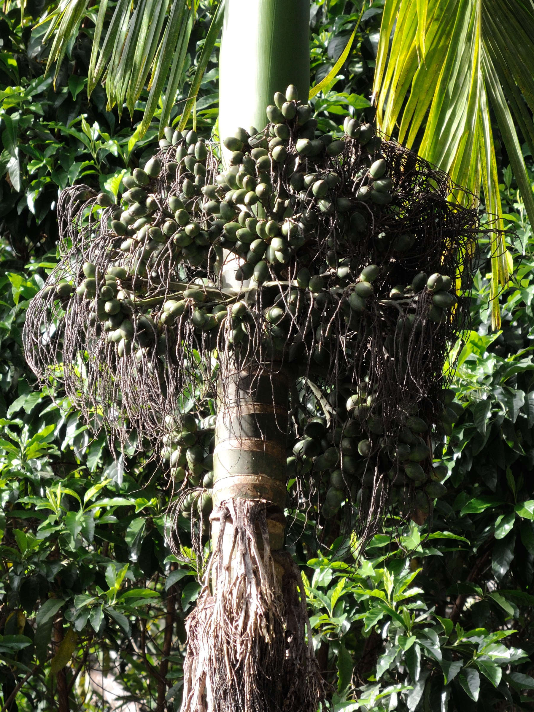 dypsis_lanceolata4md