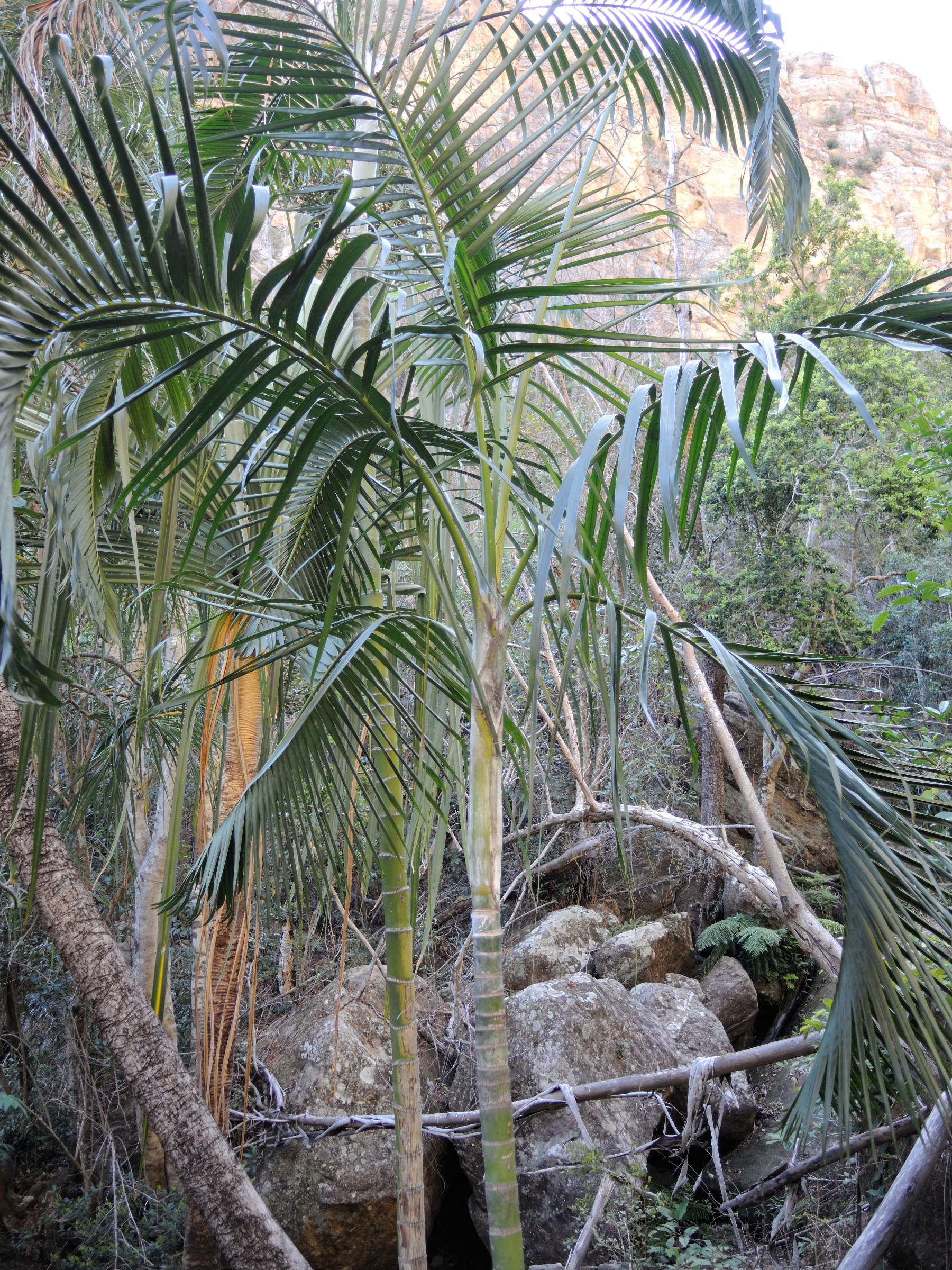 dypsis_onilahensis3md