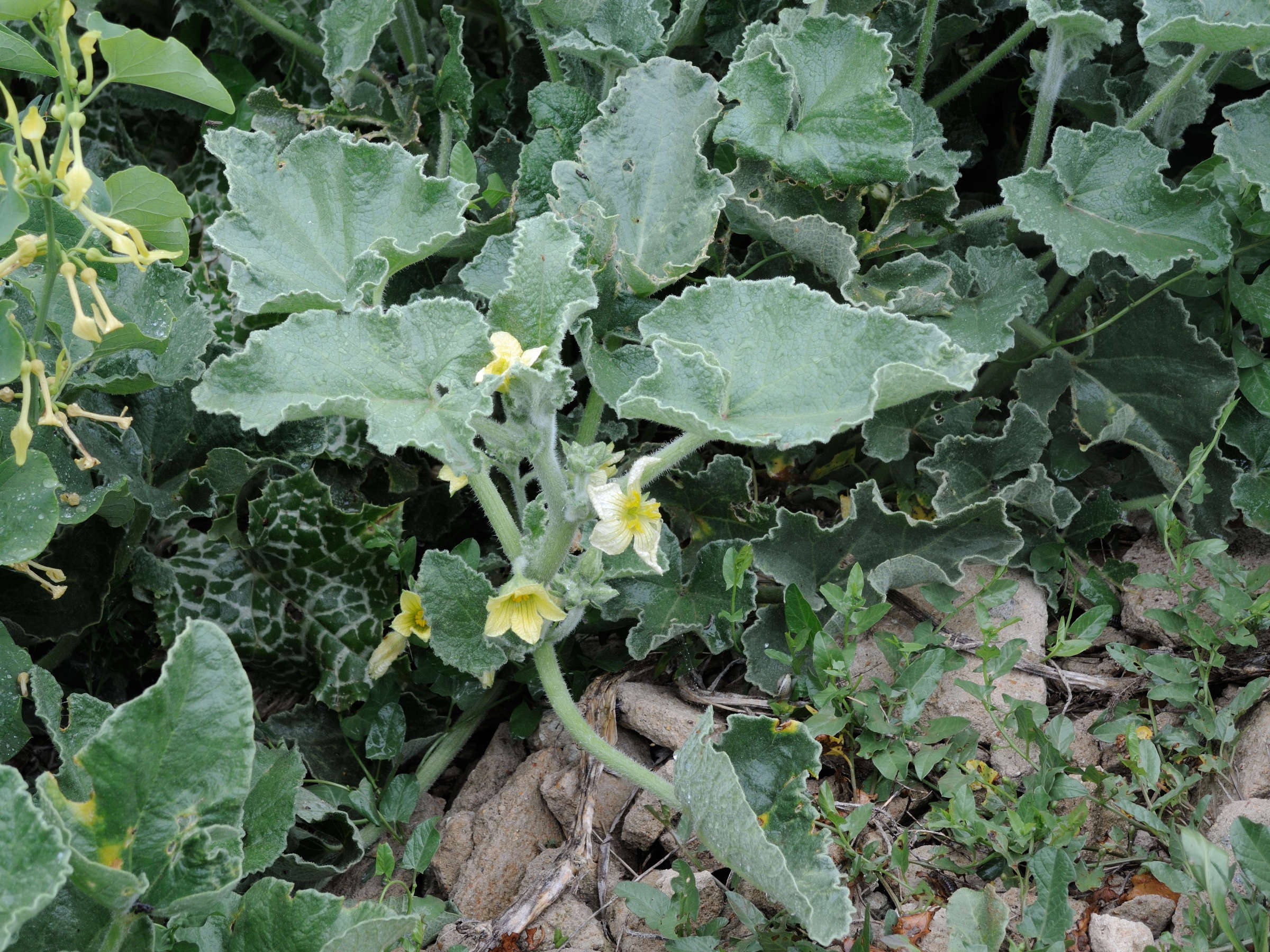 ecballium_elaterium6md