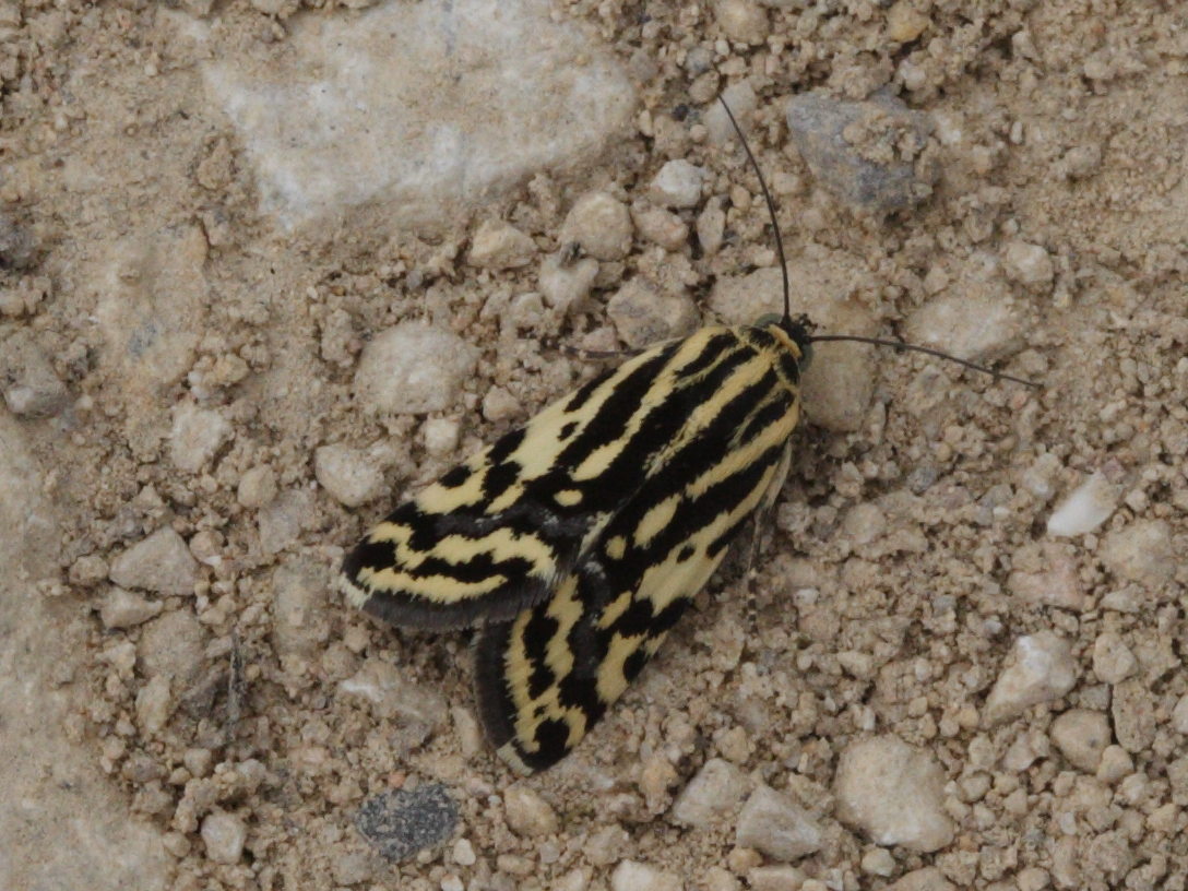 emmelia_trabealis1md