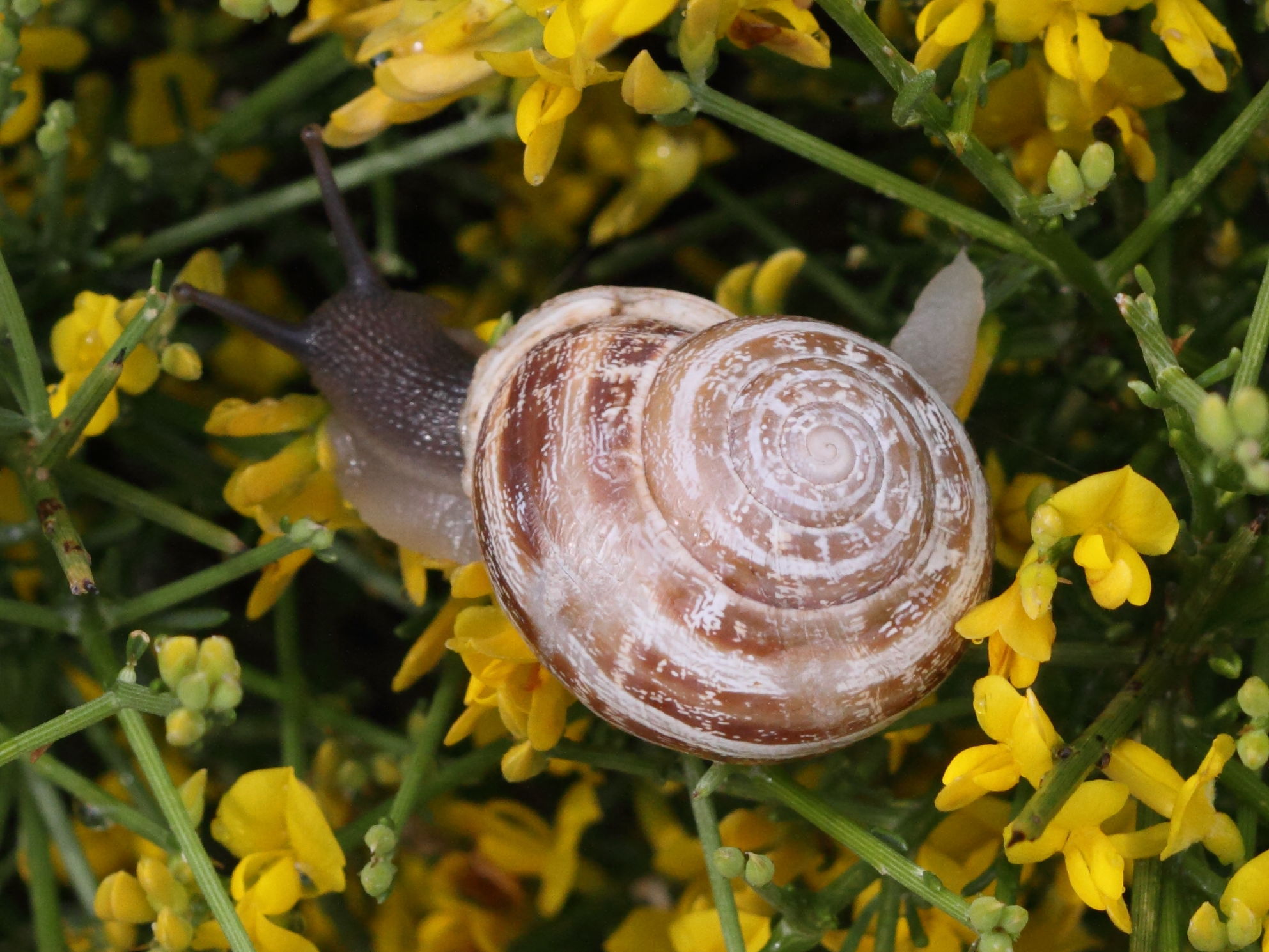 eobania_vermiculata4bd