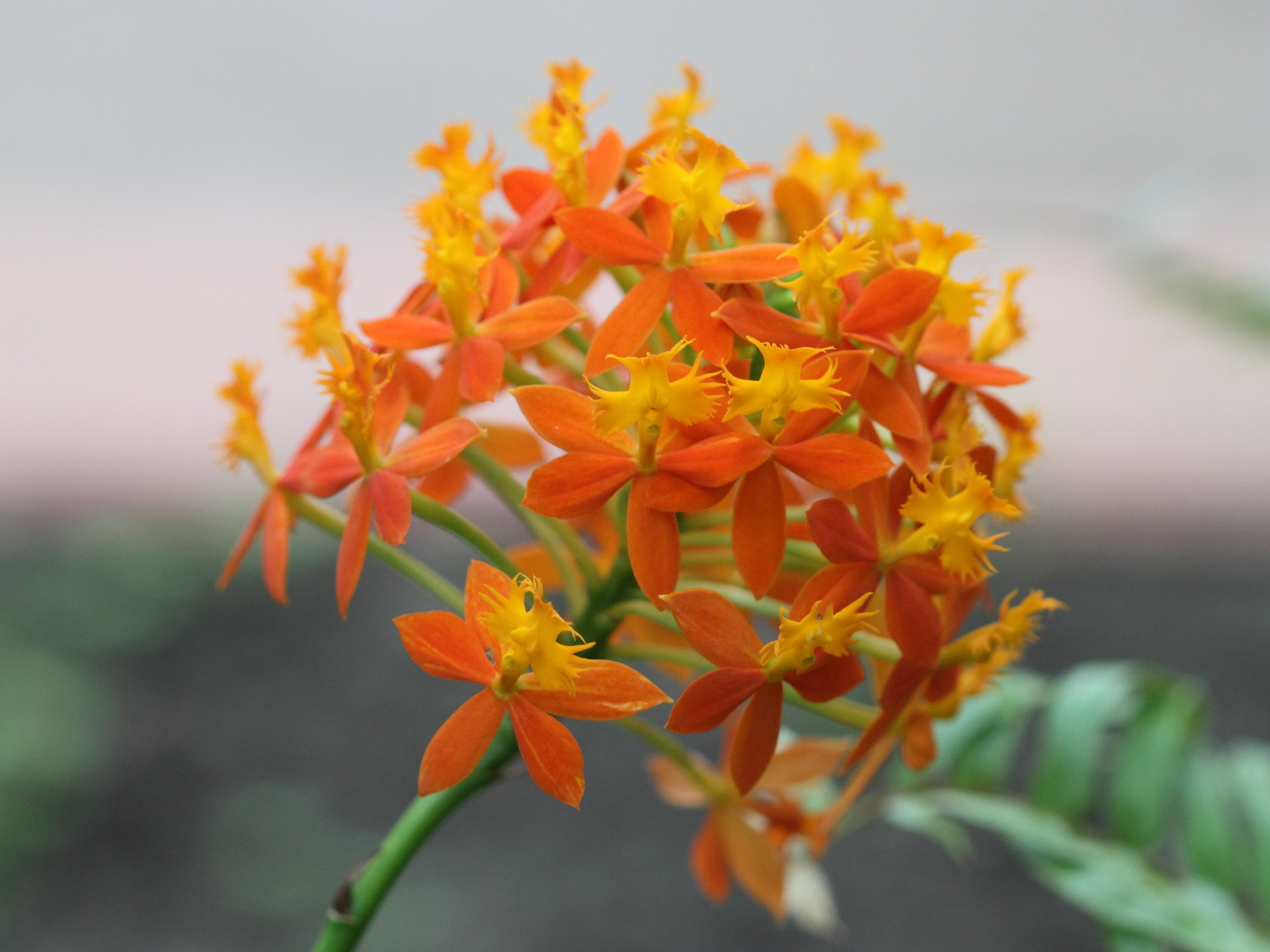 Afficher le média epidendrum_ibaguense1bd epidendrum_ibaguense1bd