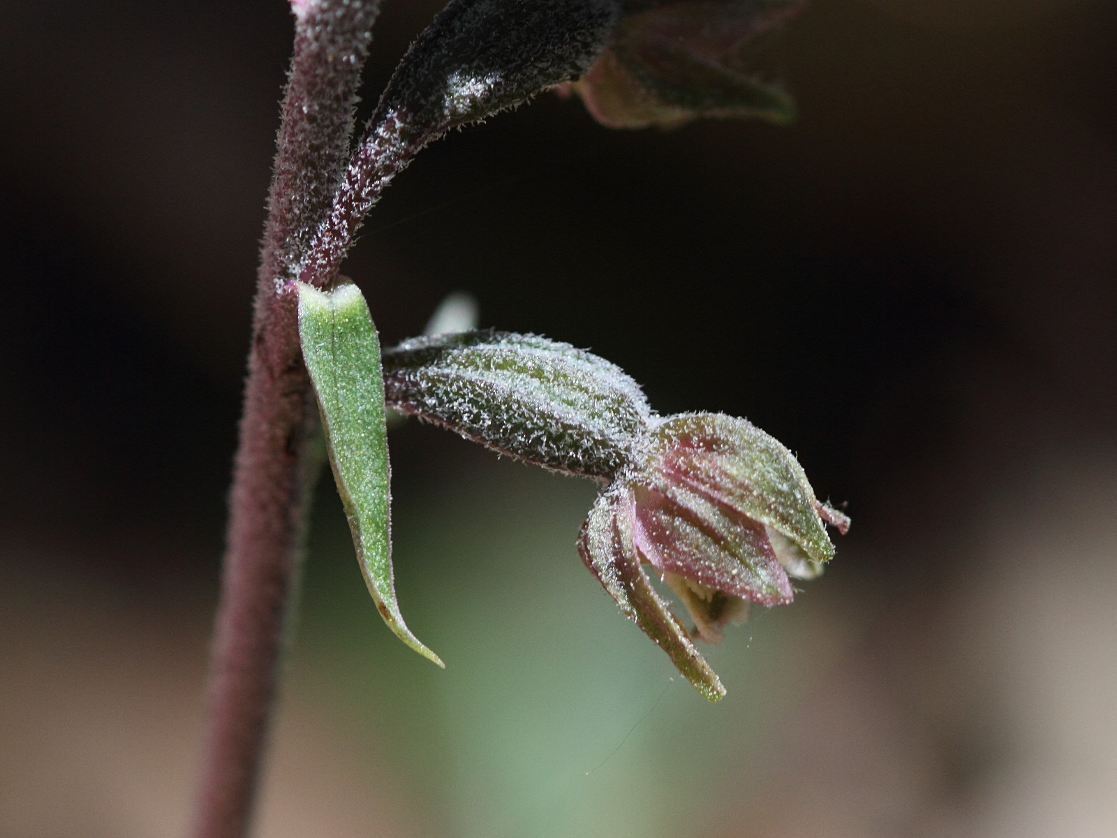 epipactis_microphylla2bd