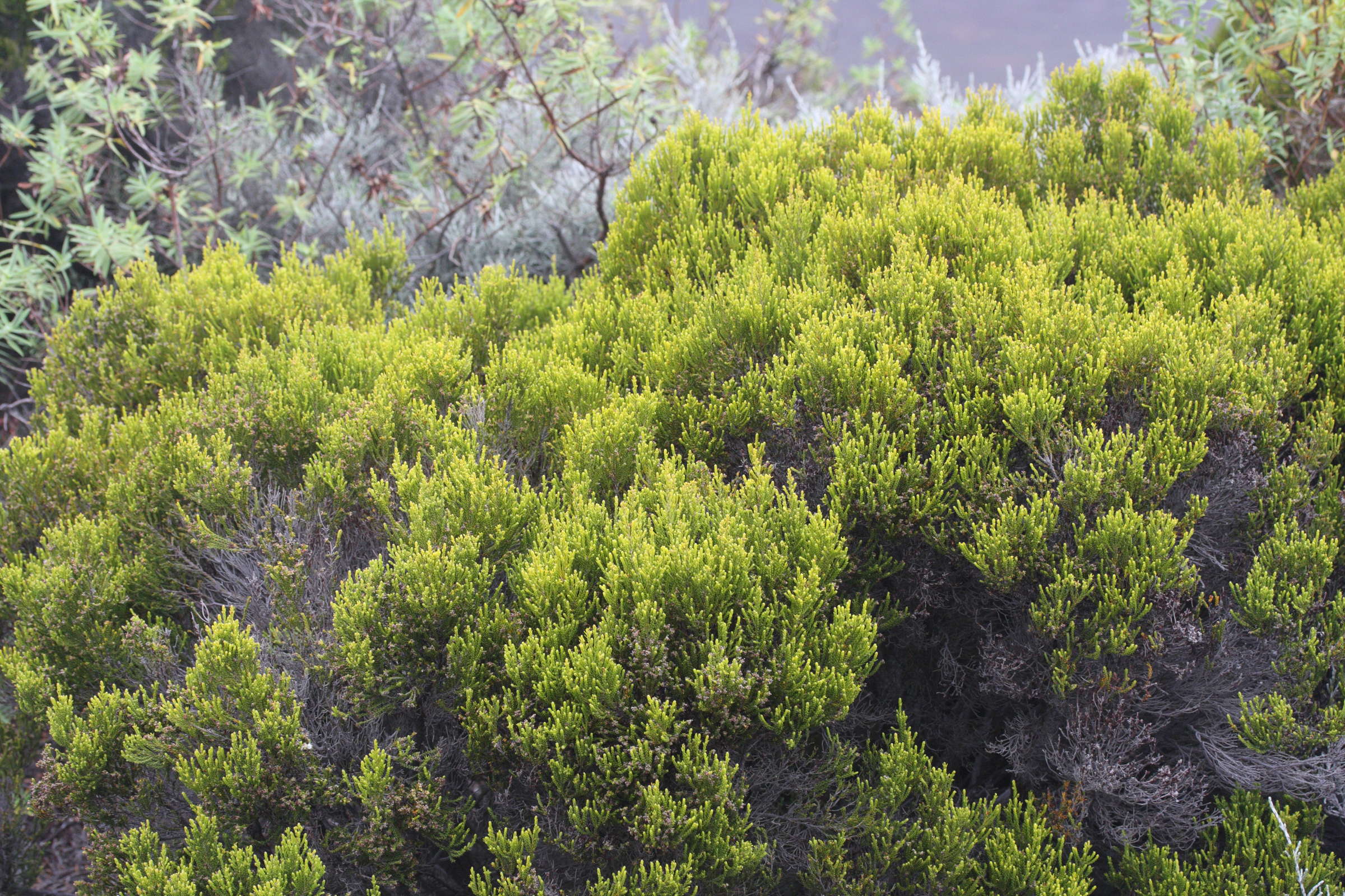 erica_reunionensis7md