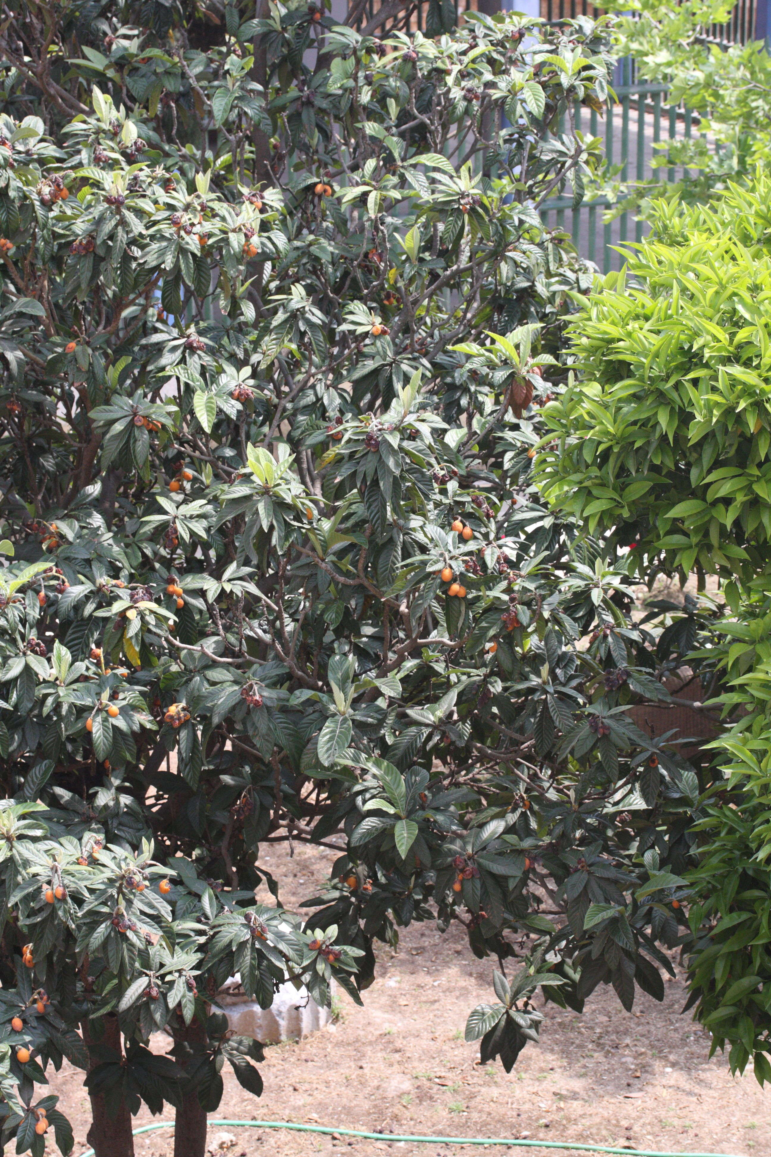 eriobotrya_japonica1md