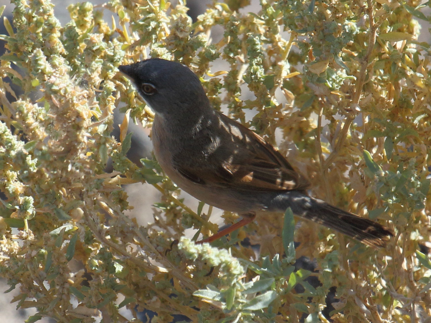 fauvette_a_lunettes_-_sylvia_conspicillata1bd