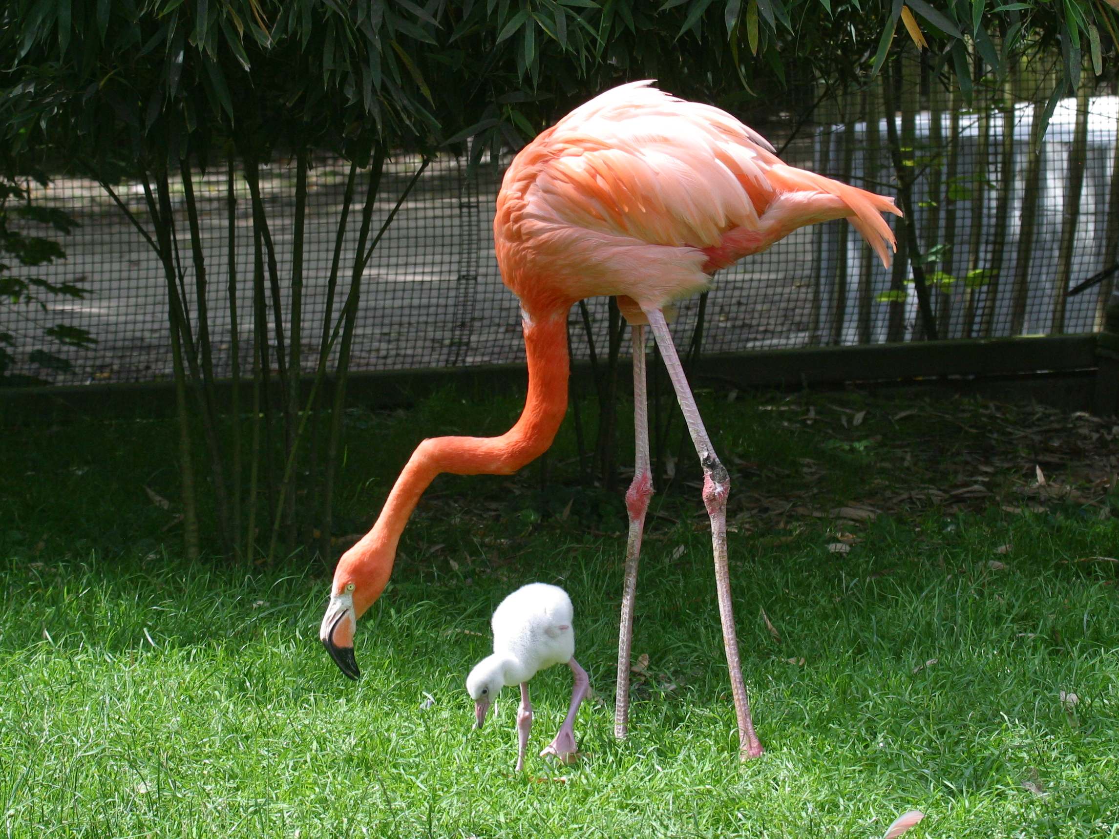 Afficher le média flamant_de_cuba_-_phoenicopterus_ruber4bd flamant_de_cuba_-_phoenicopterus_ruber4bd
