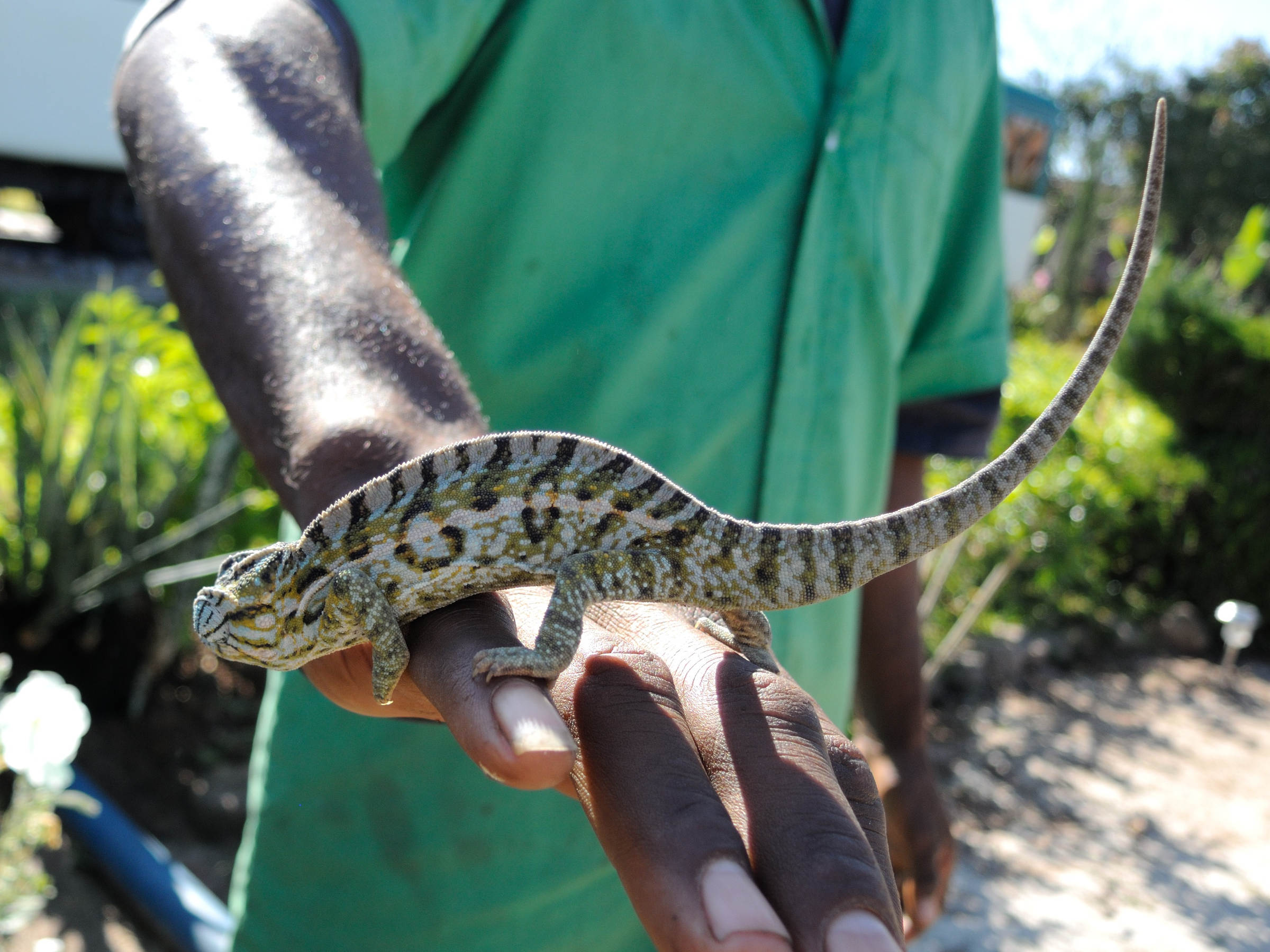 furcifer_lateralis1md