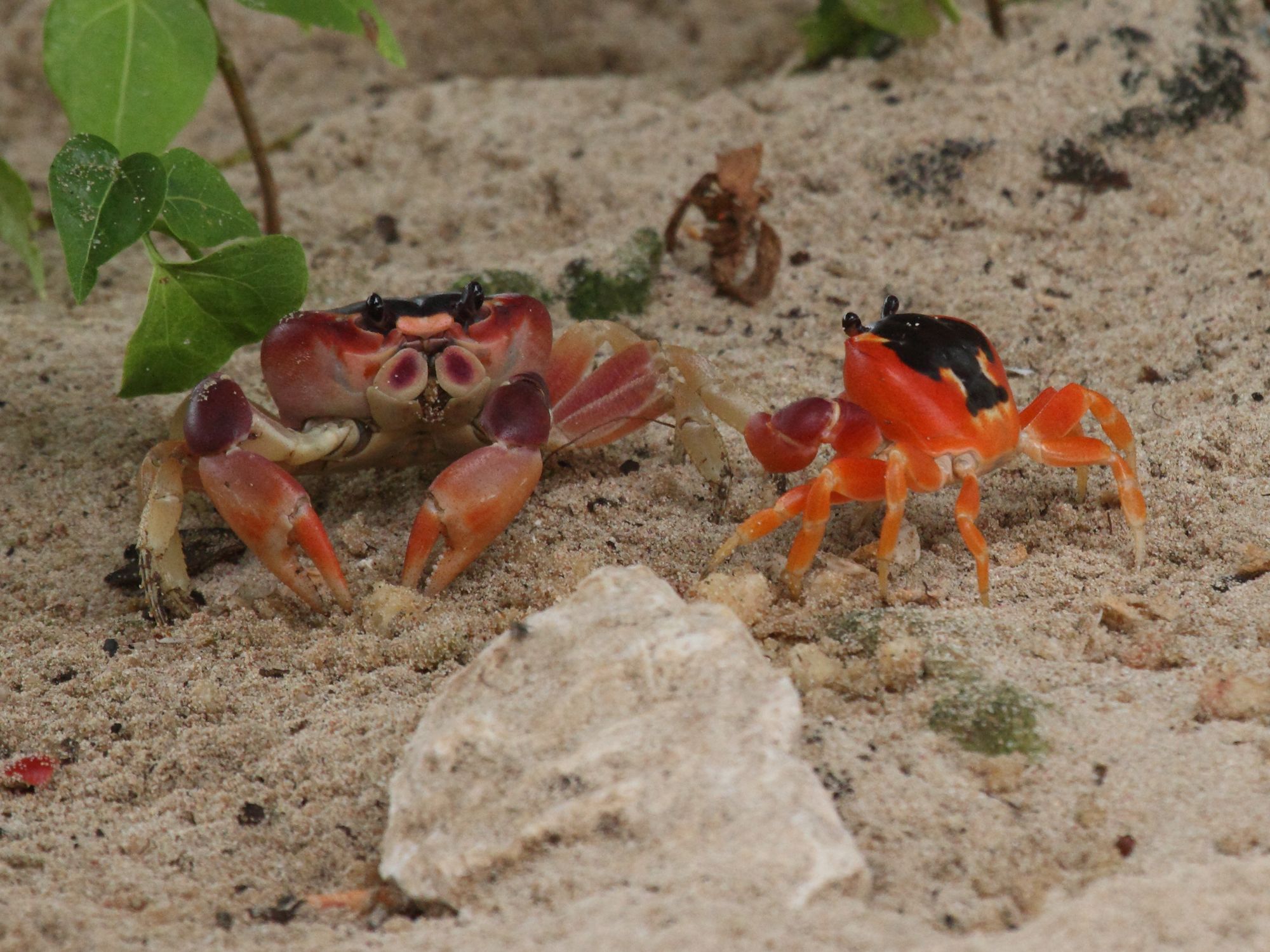 gecarcinus_lateralis5bd