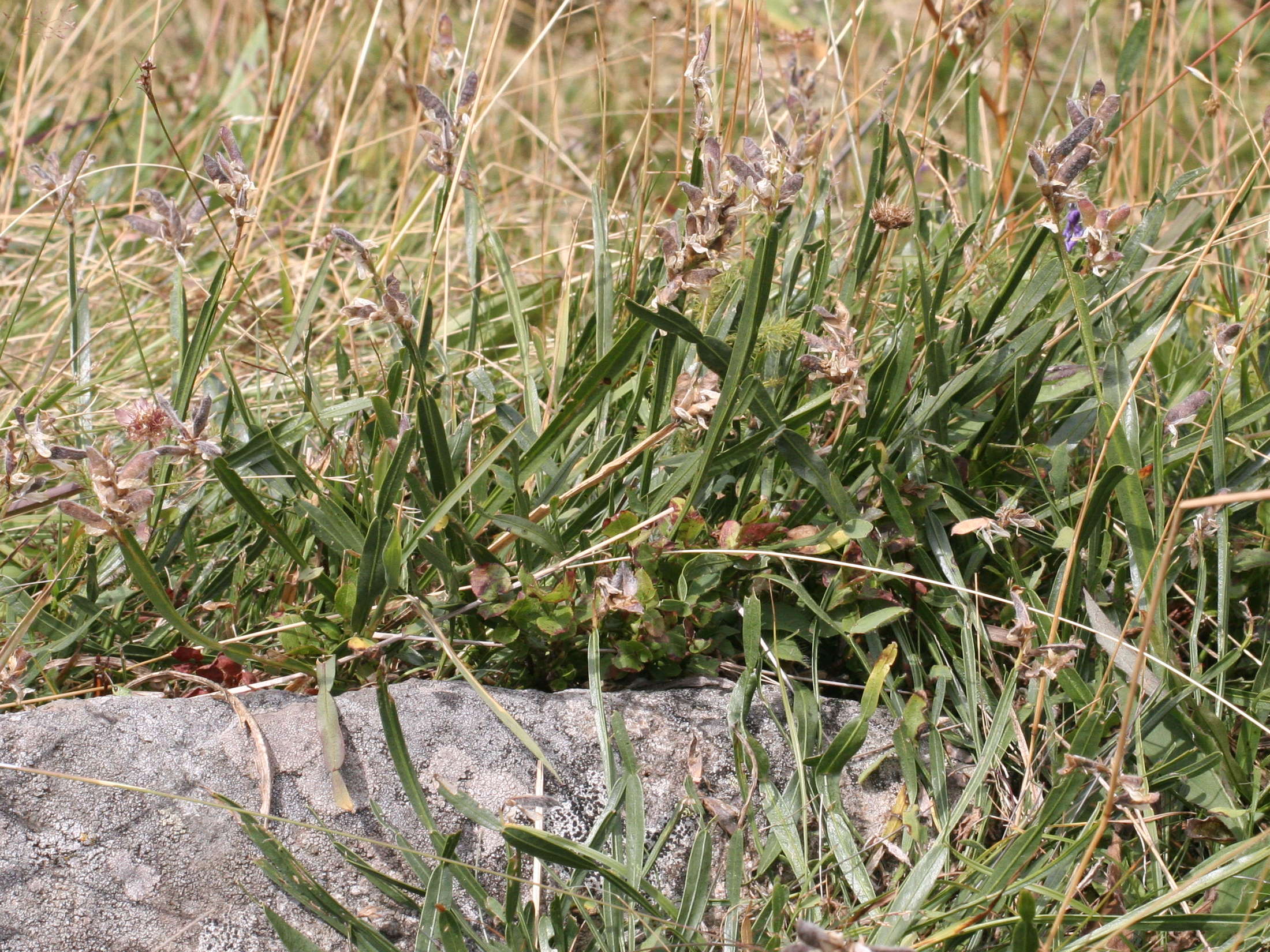 genista_sagittalis6md