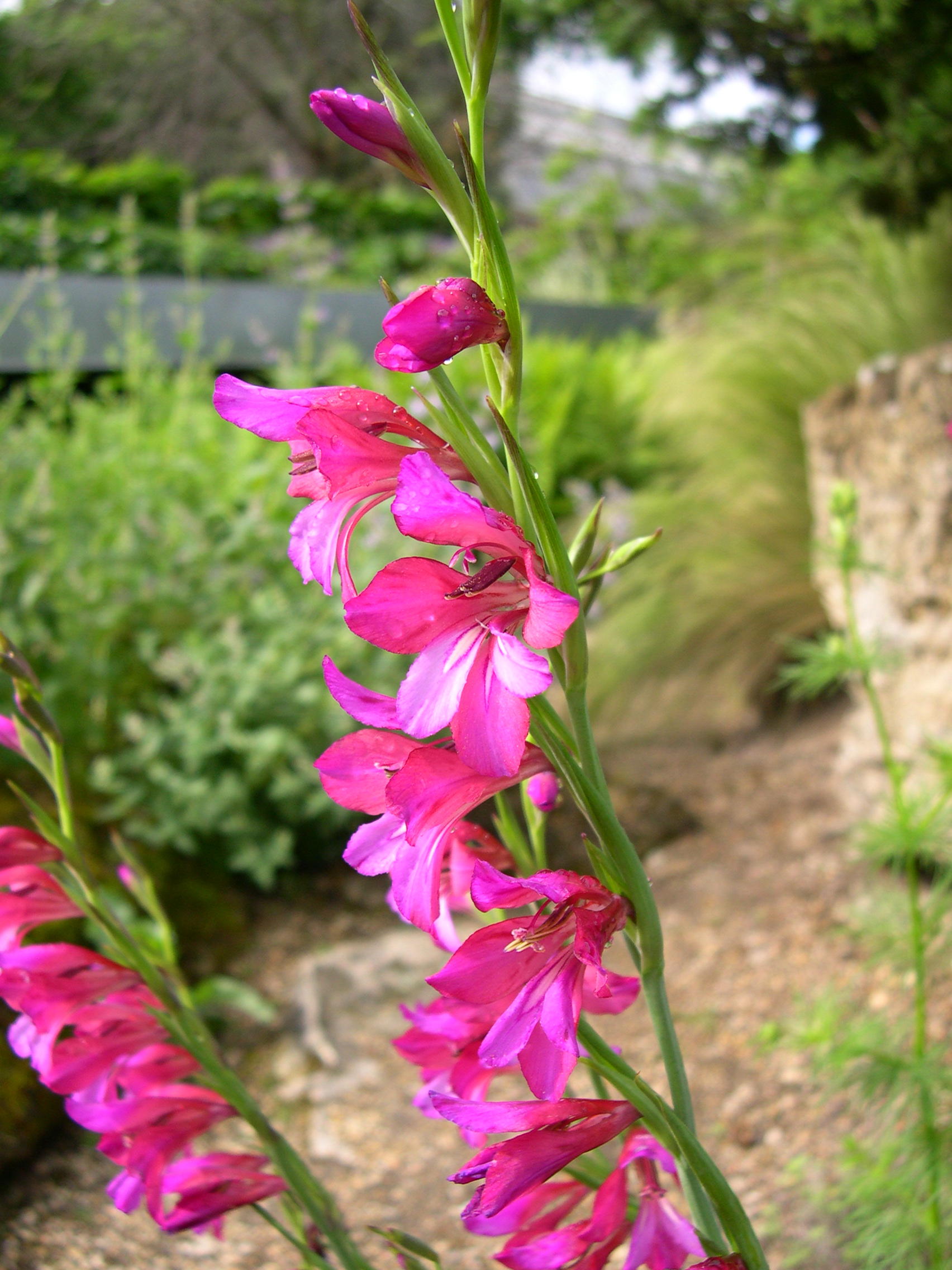 gladiolus_illyricus4md