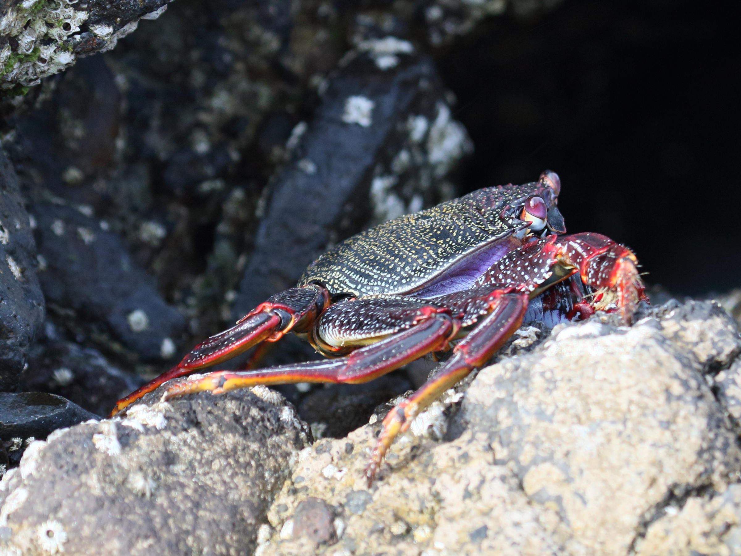 Grapsus_adscensionis