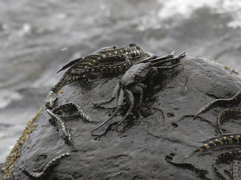 grapsus_tenuicrustatus2bd