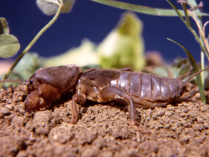 gryllotalpa_gryllotalpa1mcf