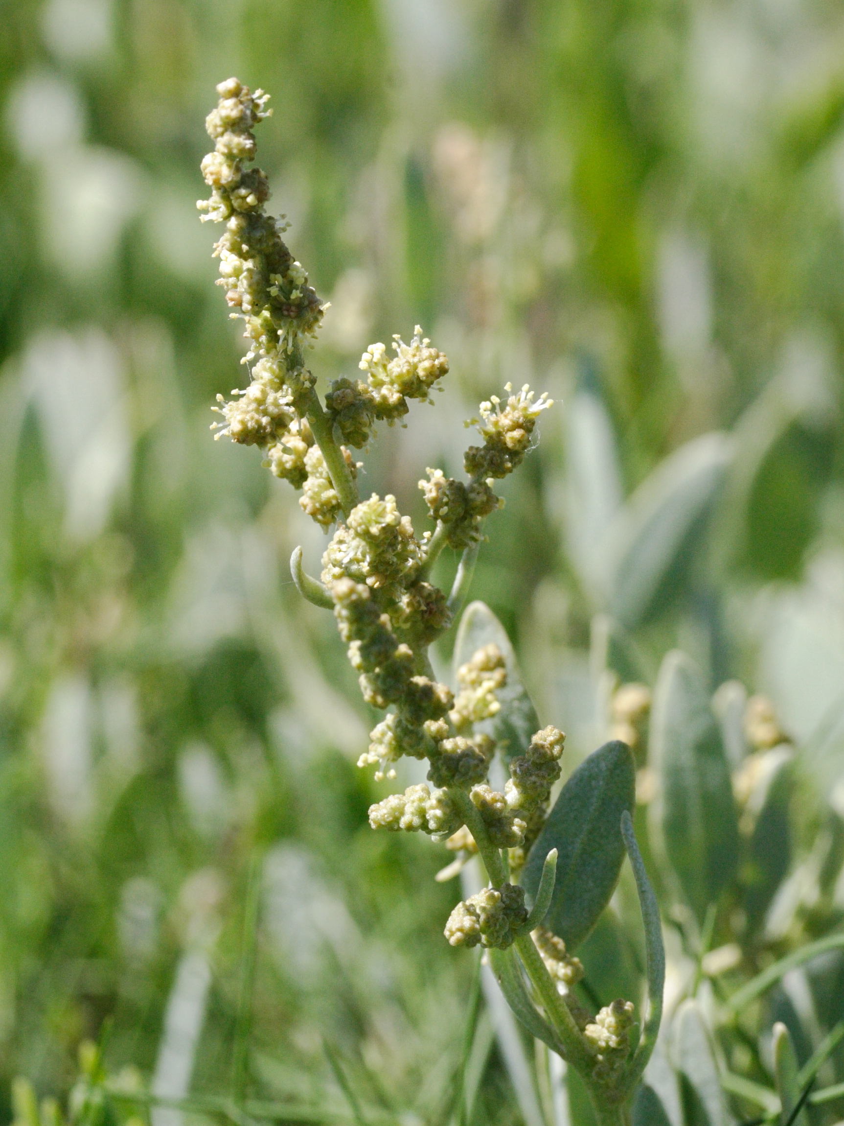 Afficher le média halimione_portulacoides4md halimione_portulacoides4md