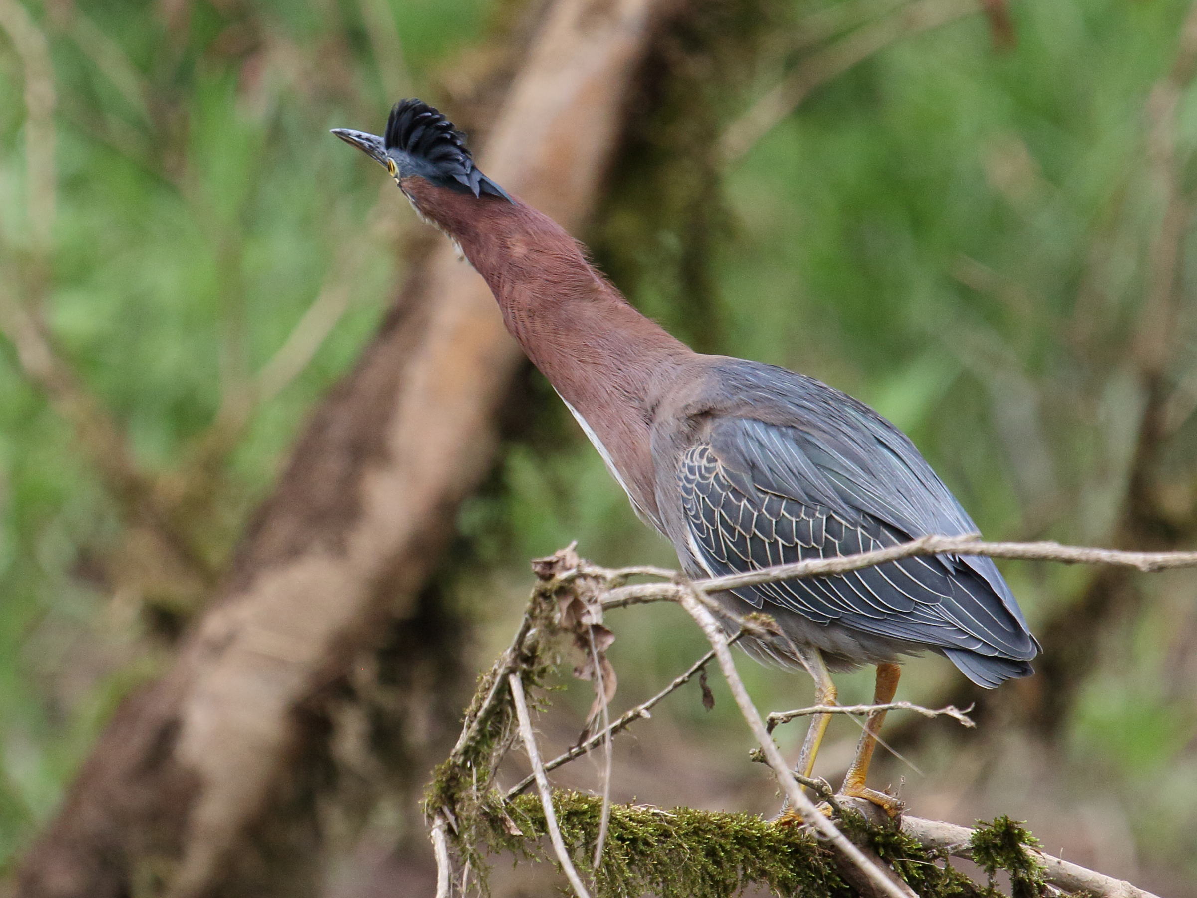 heron_vert_-_butorides_virescens6bd