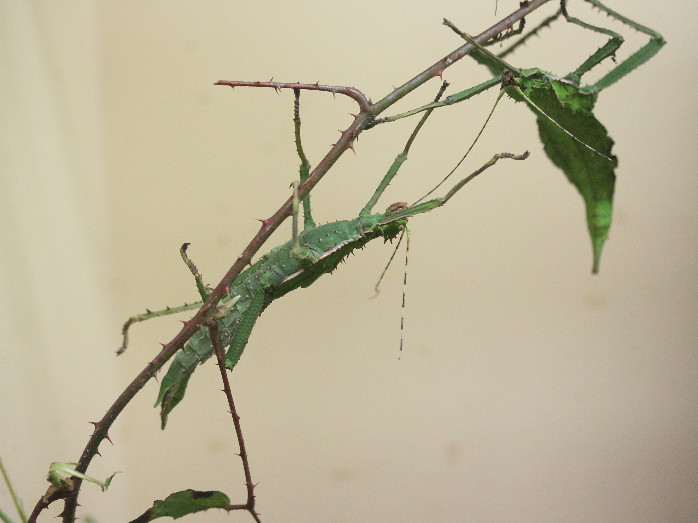 Afficher le média heteropteryx_dilata1md heteropteryx_dilata1md