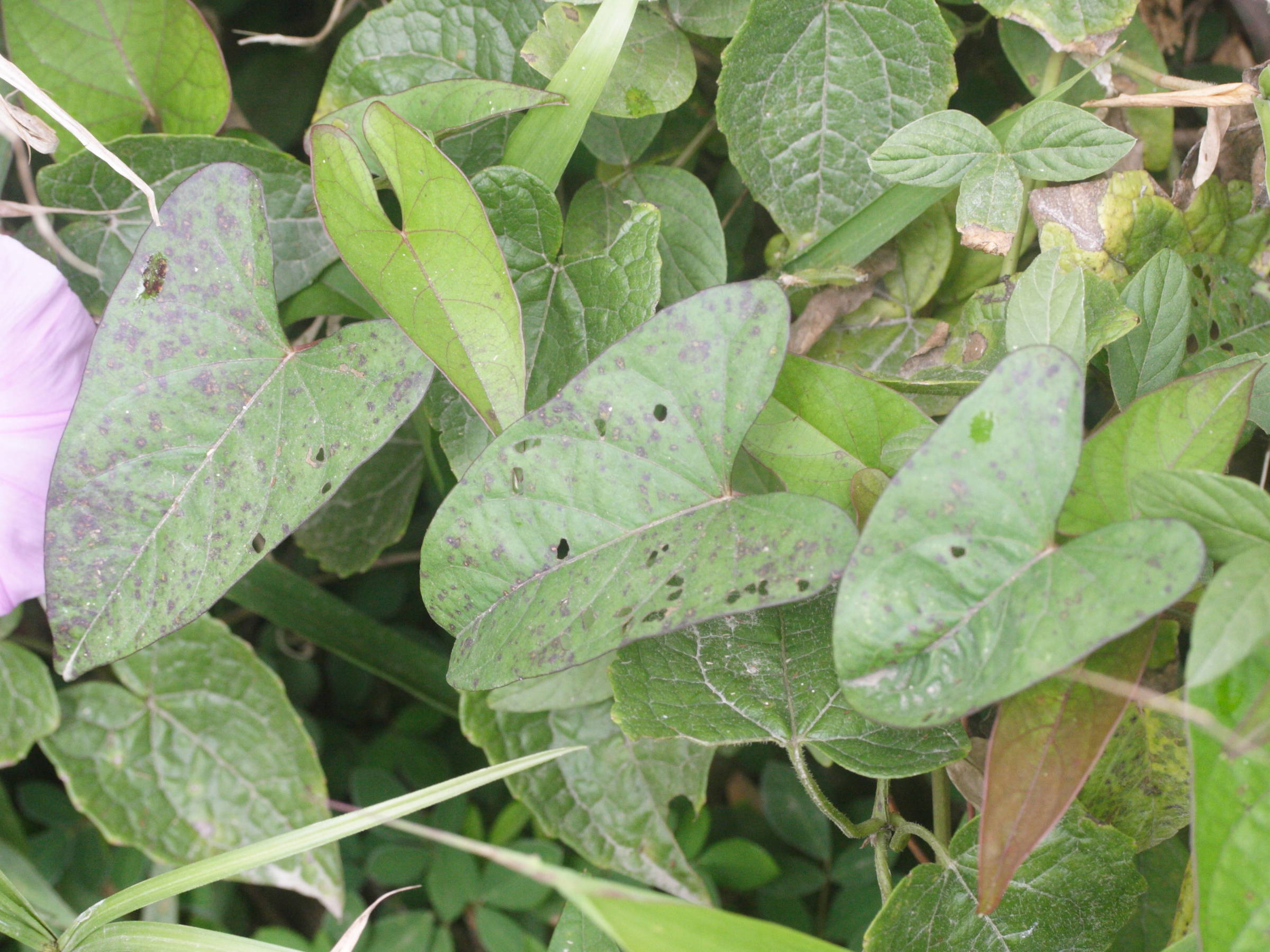 ipomoea_setifera3md