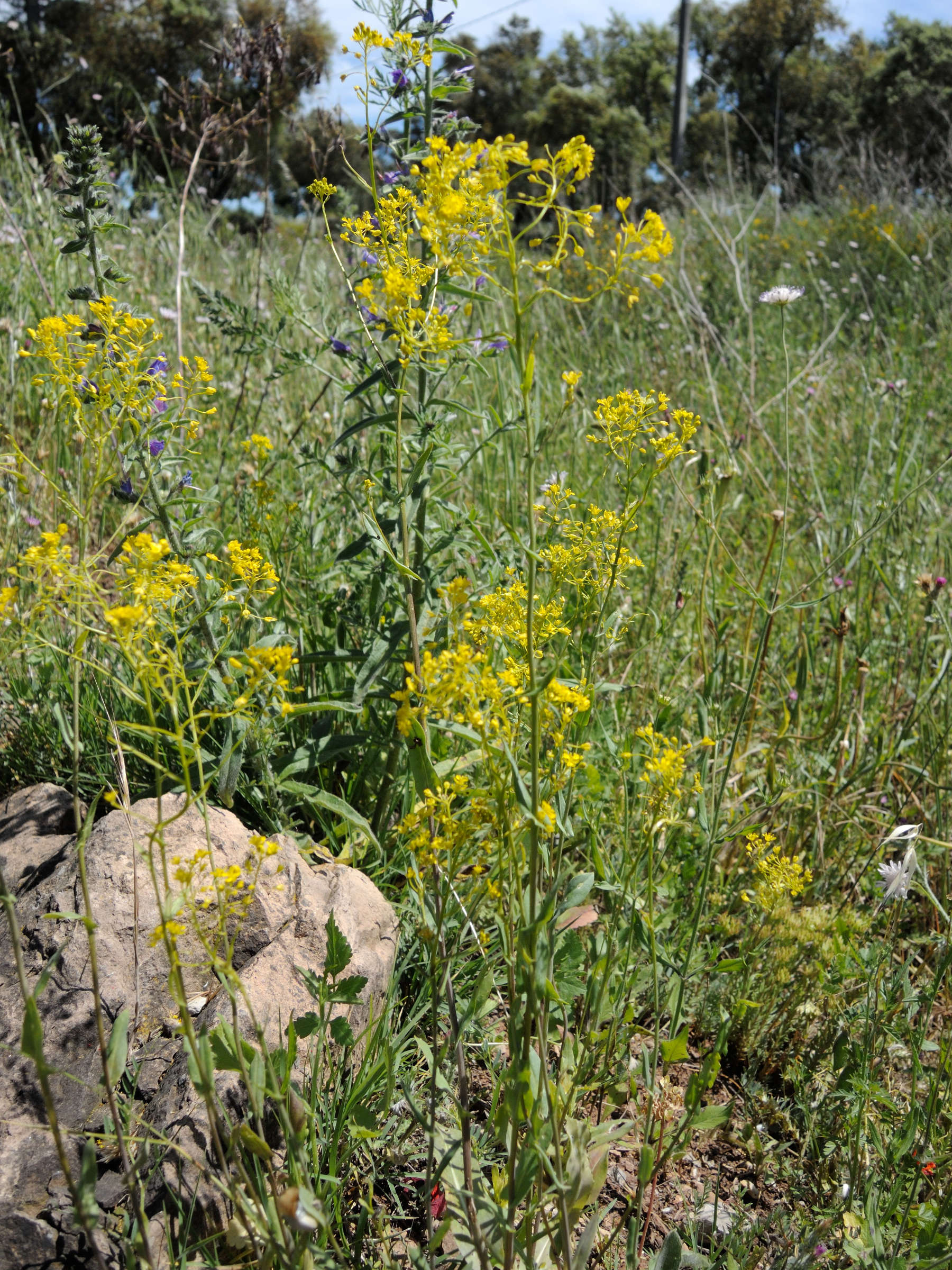 Afficher le média isatis_tinctoria6md isatis_tinctoria6md