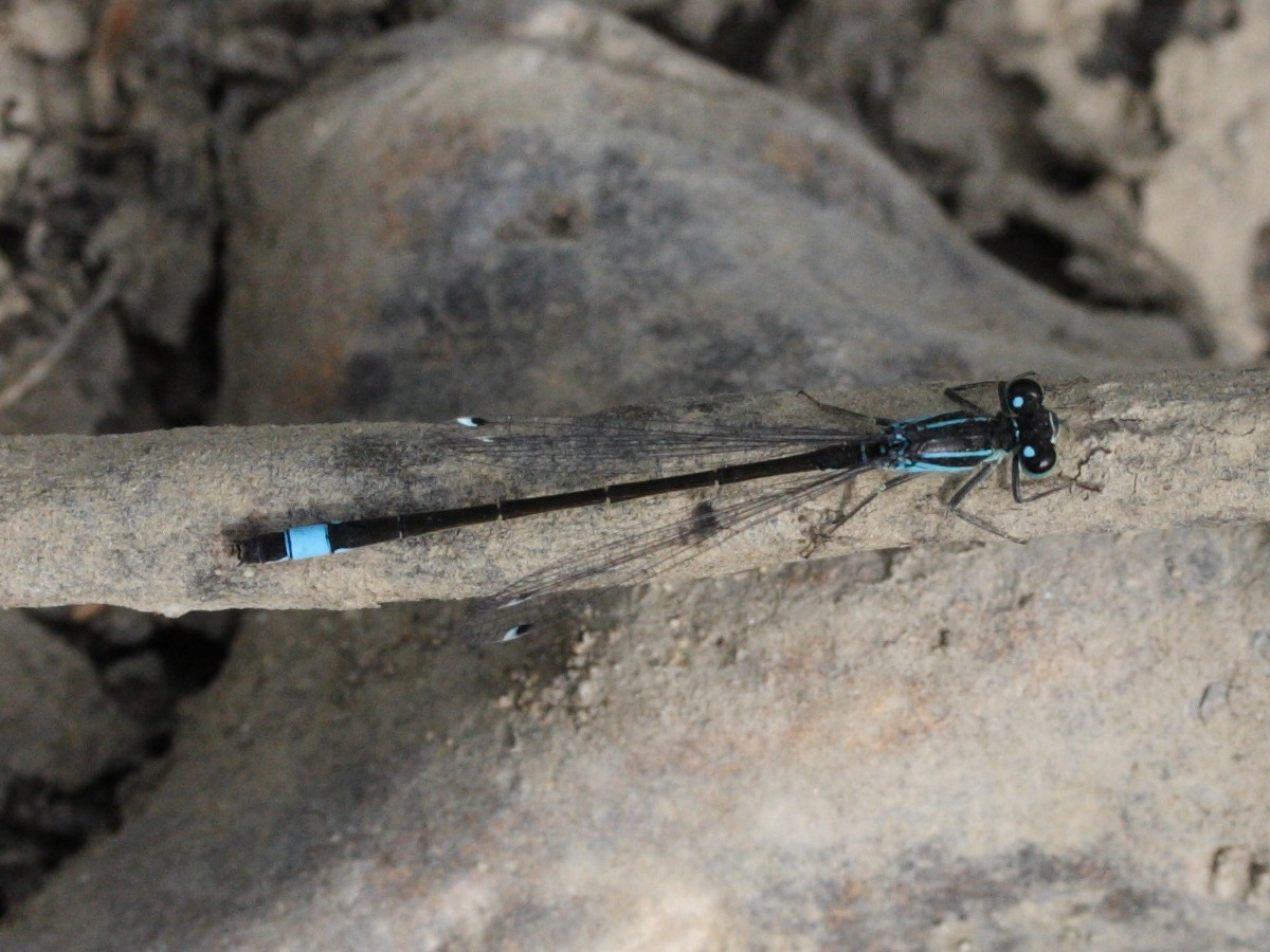 ischnura_elegans1md