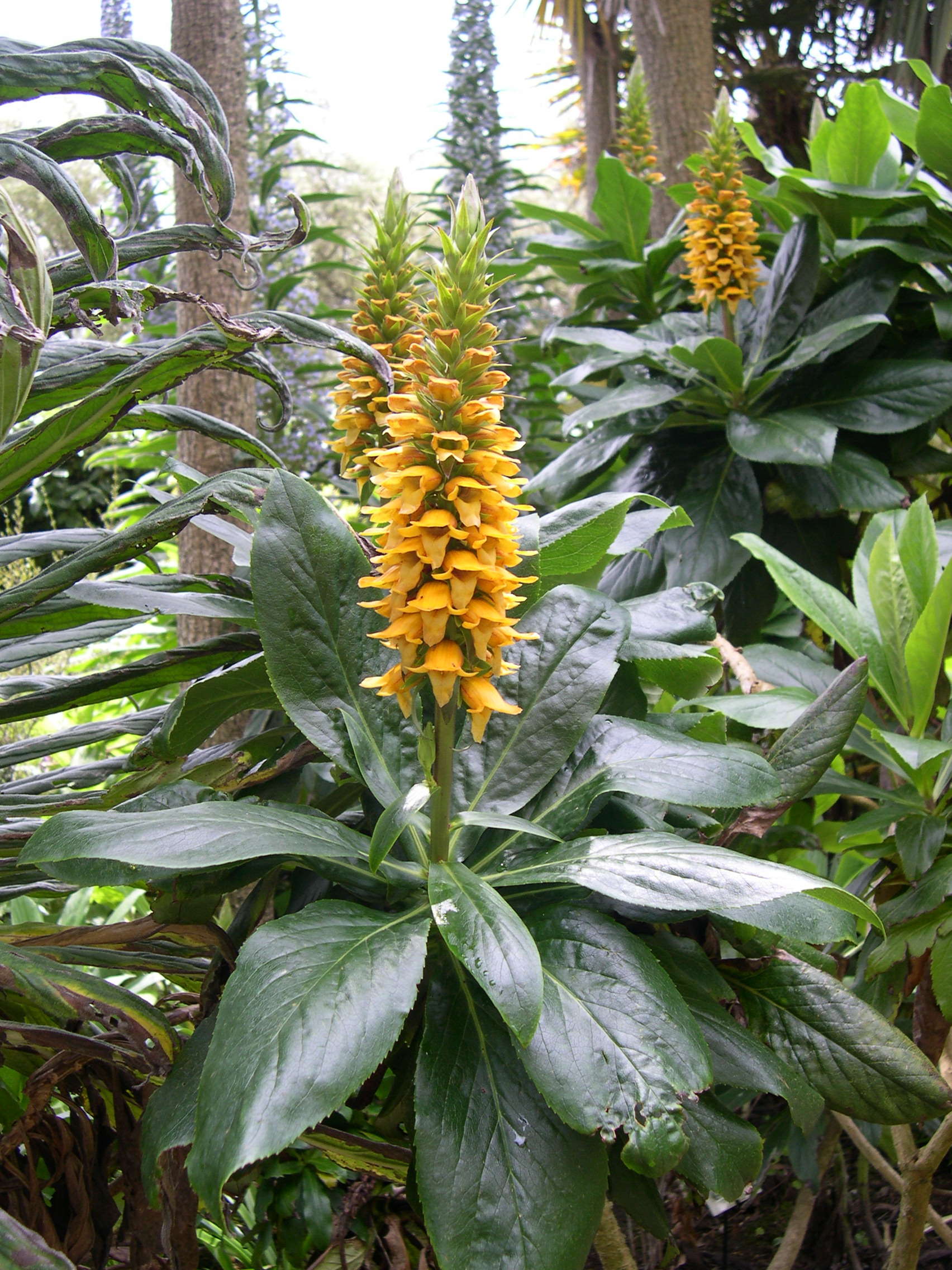 isoplexis_spectrum2md