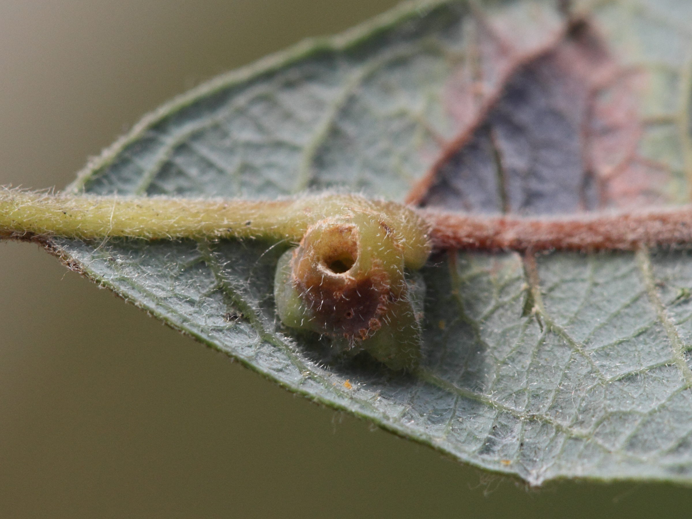 iteomyia_capreae_galle4md