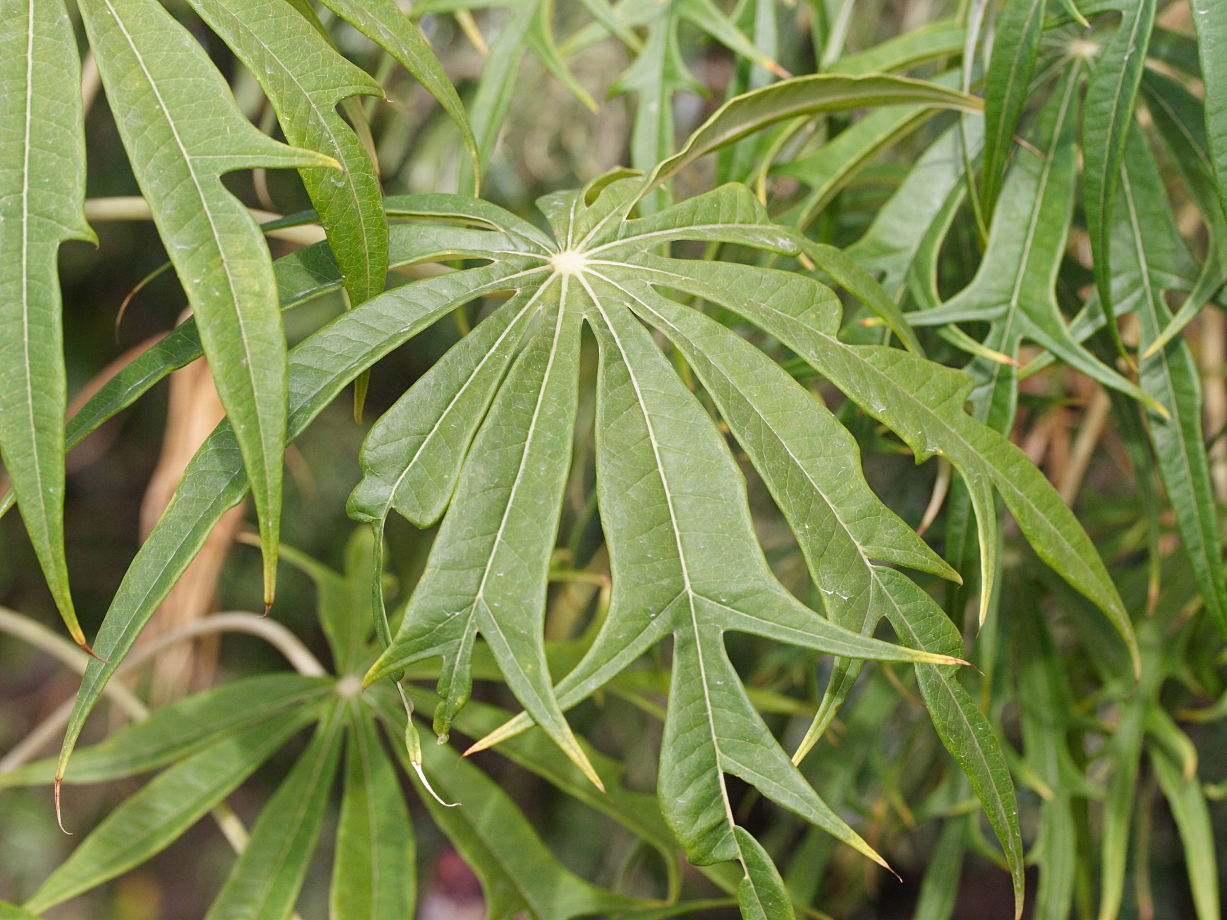 Afficher le média jatropha_multifida3md jatropha_multifida3md