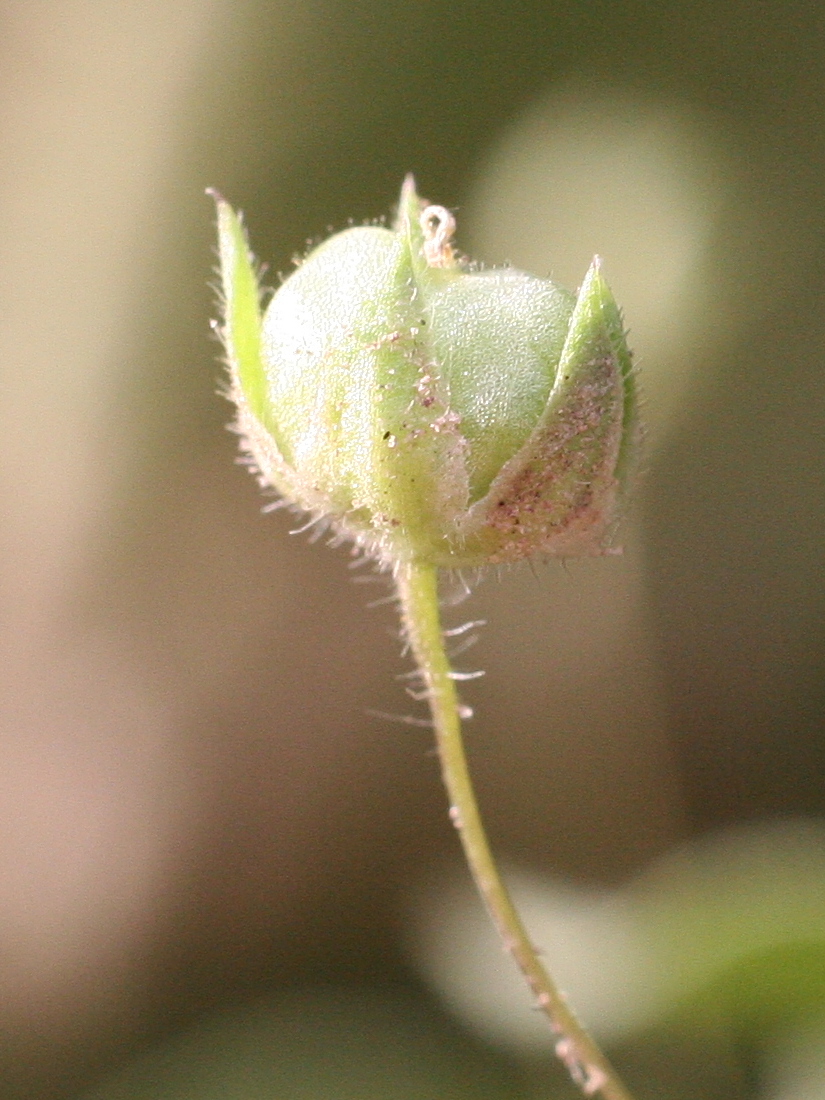 Afficher le média Kikkxia_elatine Kikkxia_elatine