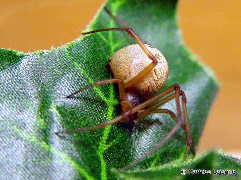 latrodectus_geometricus3ml