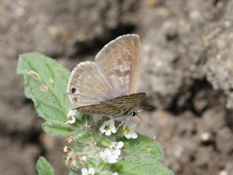 leptotes_pirithous4md