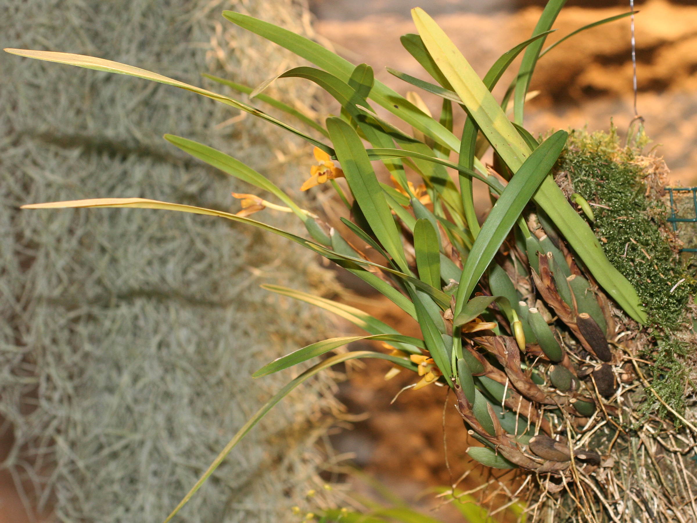 Afficher le média maxillaria_variabilis1md maxillaria_variabilis1md