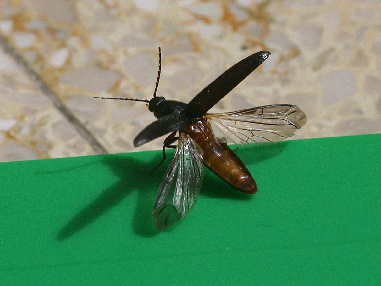 melanotus_punctolineatus3bd