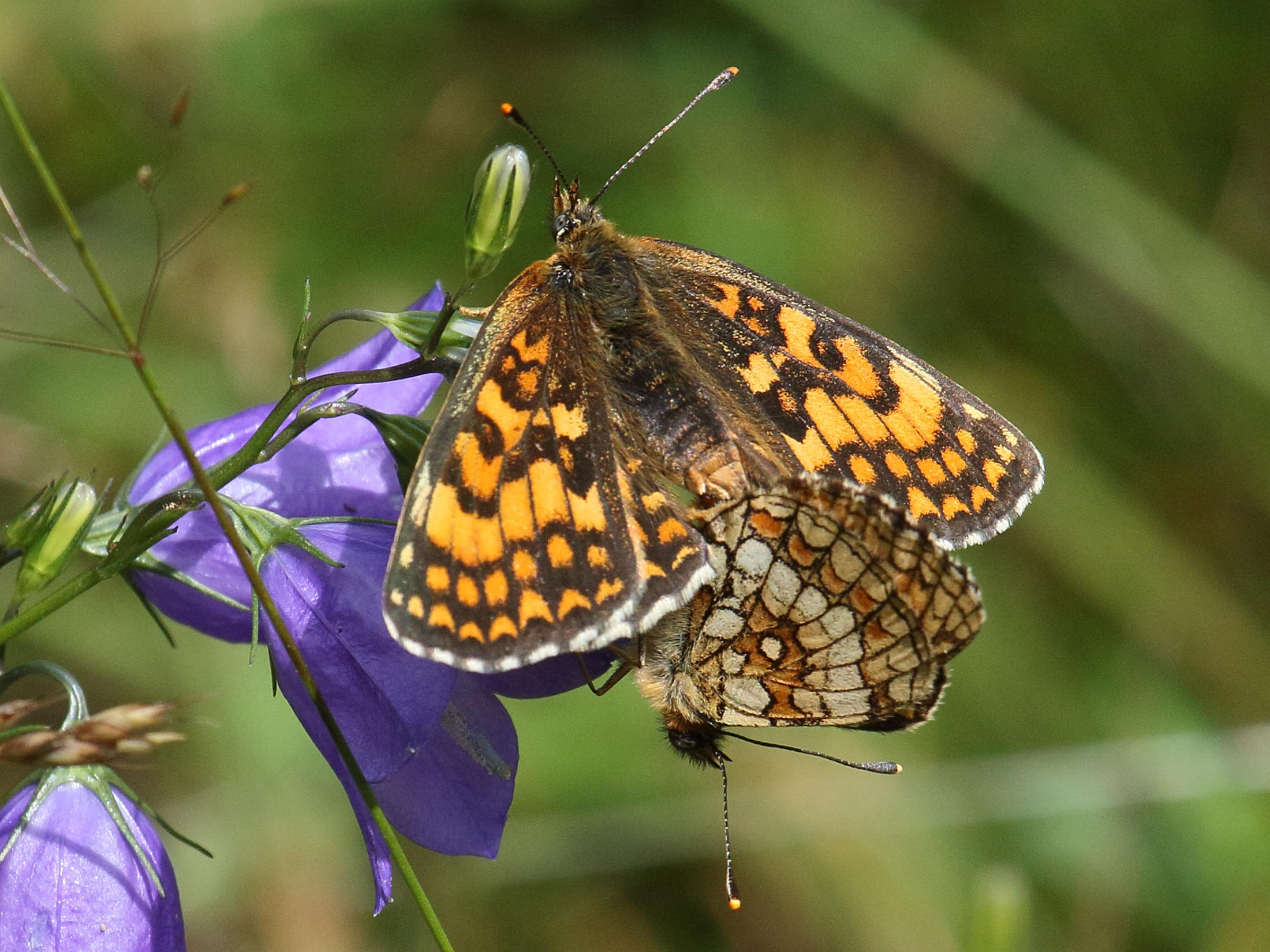 Afficher le média melitaea_athalia6bd melitaea_athalia6bd