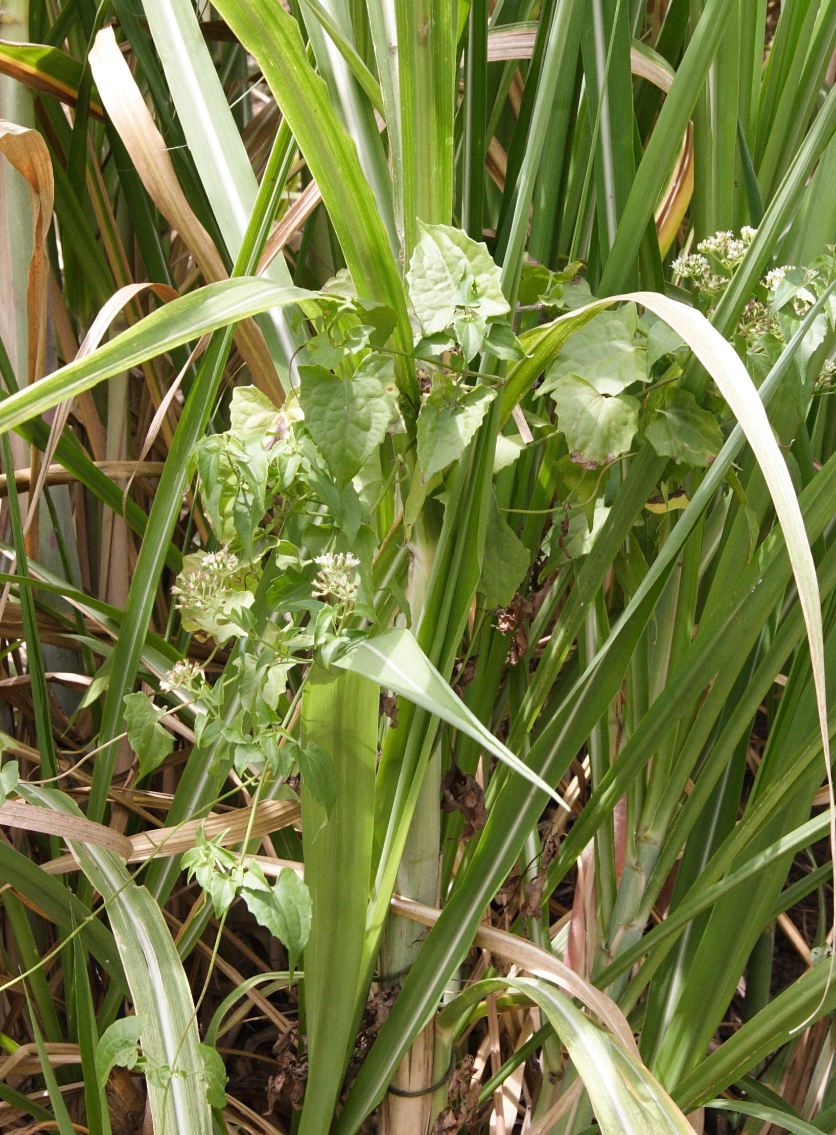 mikania_micrantha2md