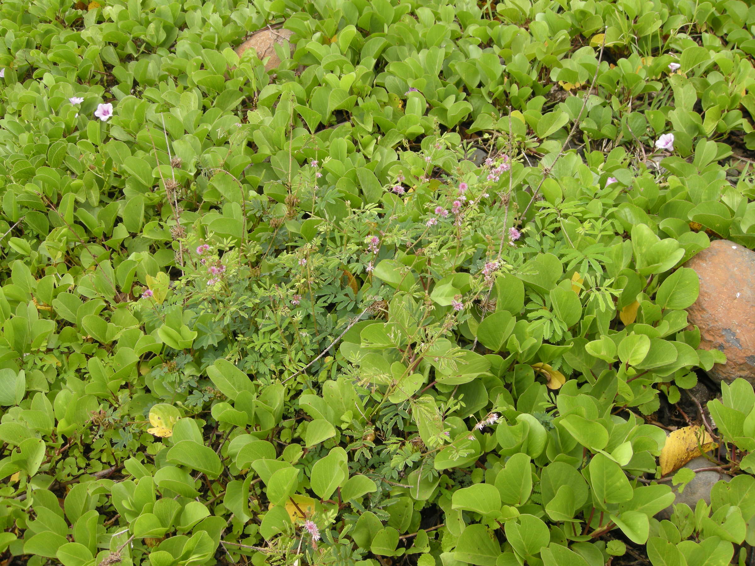 mimosa_diplotricha1md