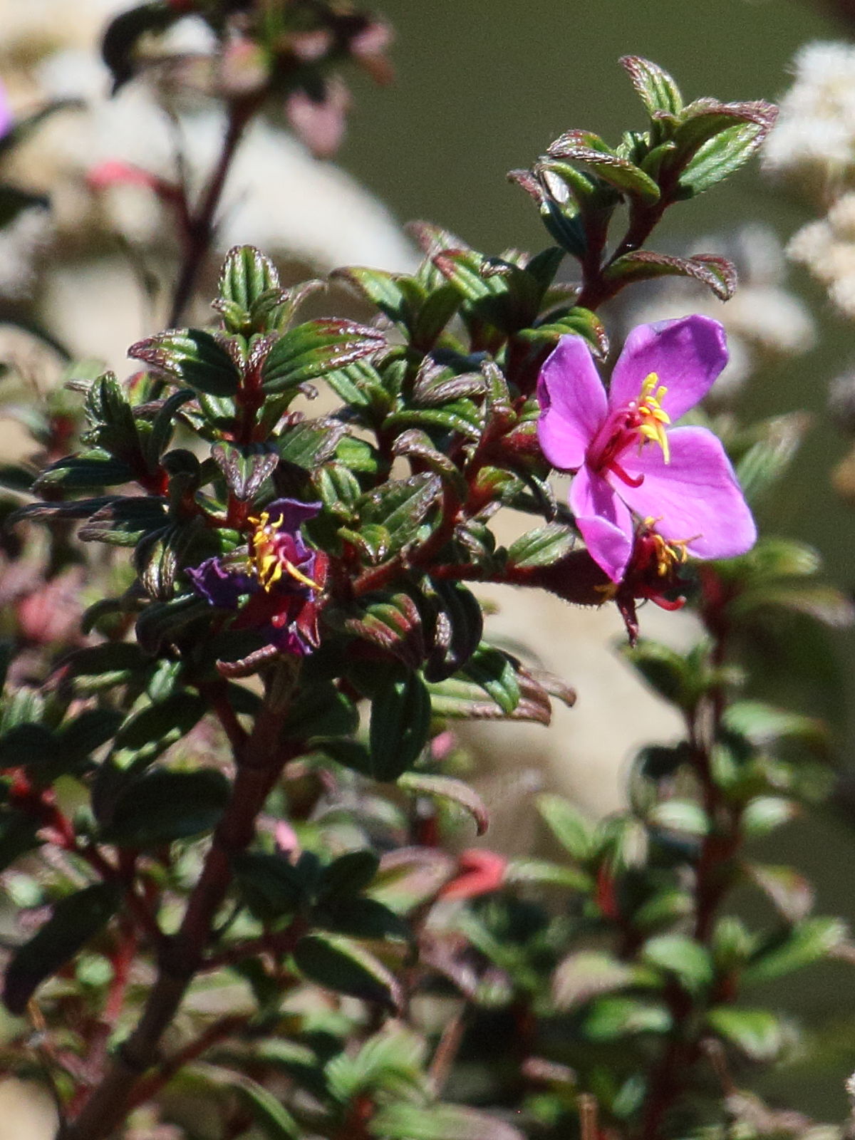 Afficher le média monochaetum_amabile2bd monochaetum_amabile2bd