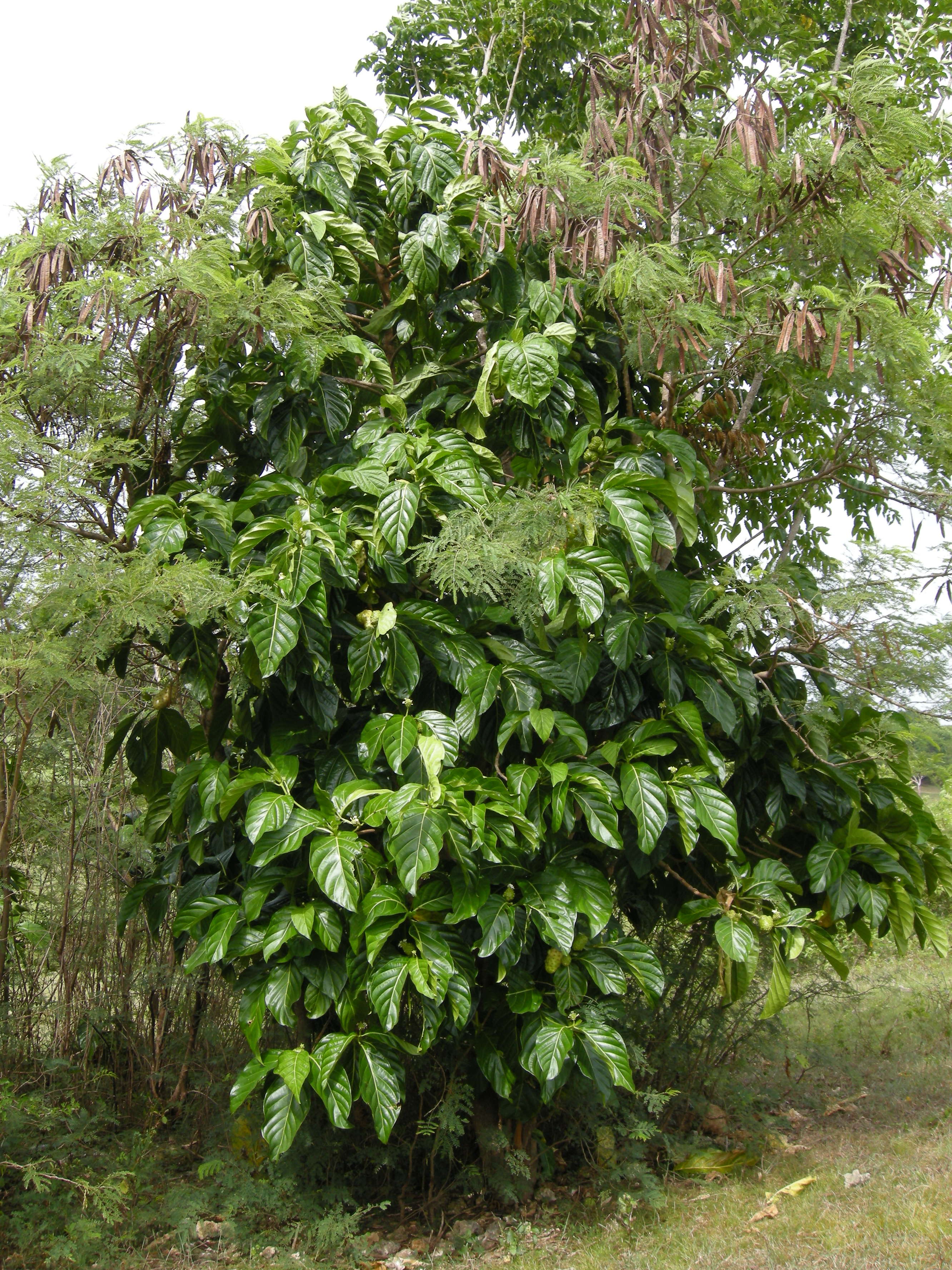 morinda_citrifolia1md
