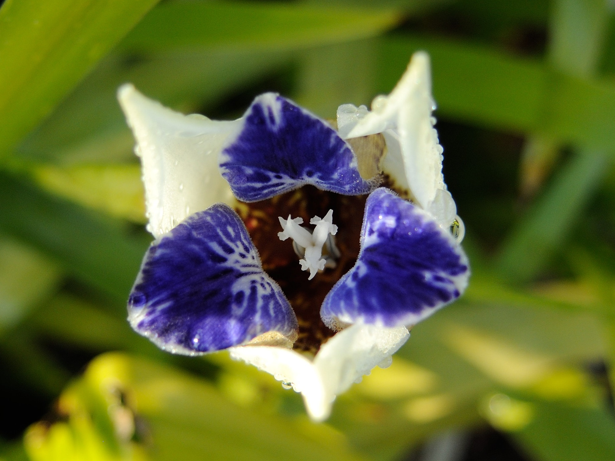 neomarica_gracilis3md