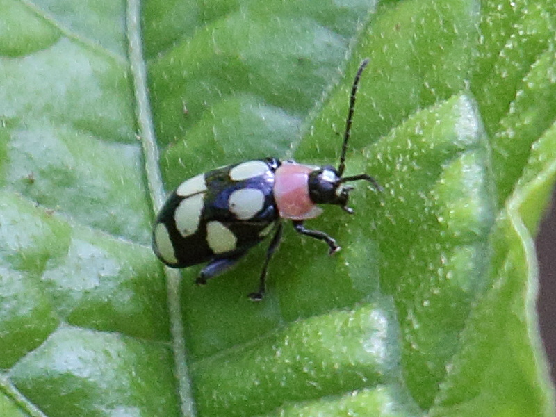 Afficher le média omophoita_cyanipennis2bd omophoita_cyanipennis2bd